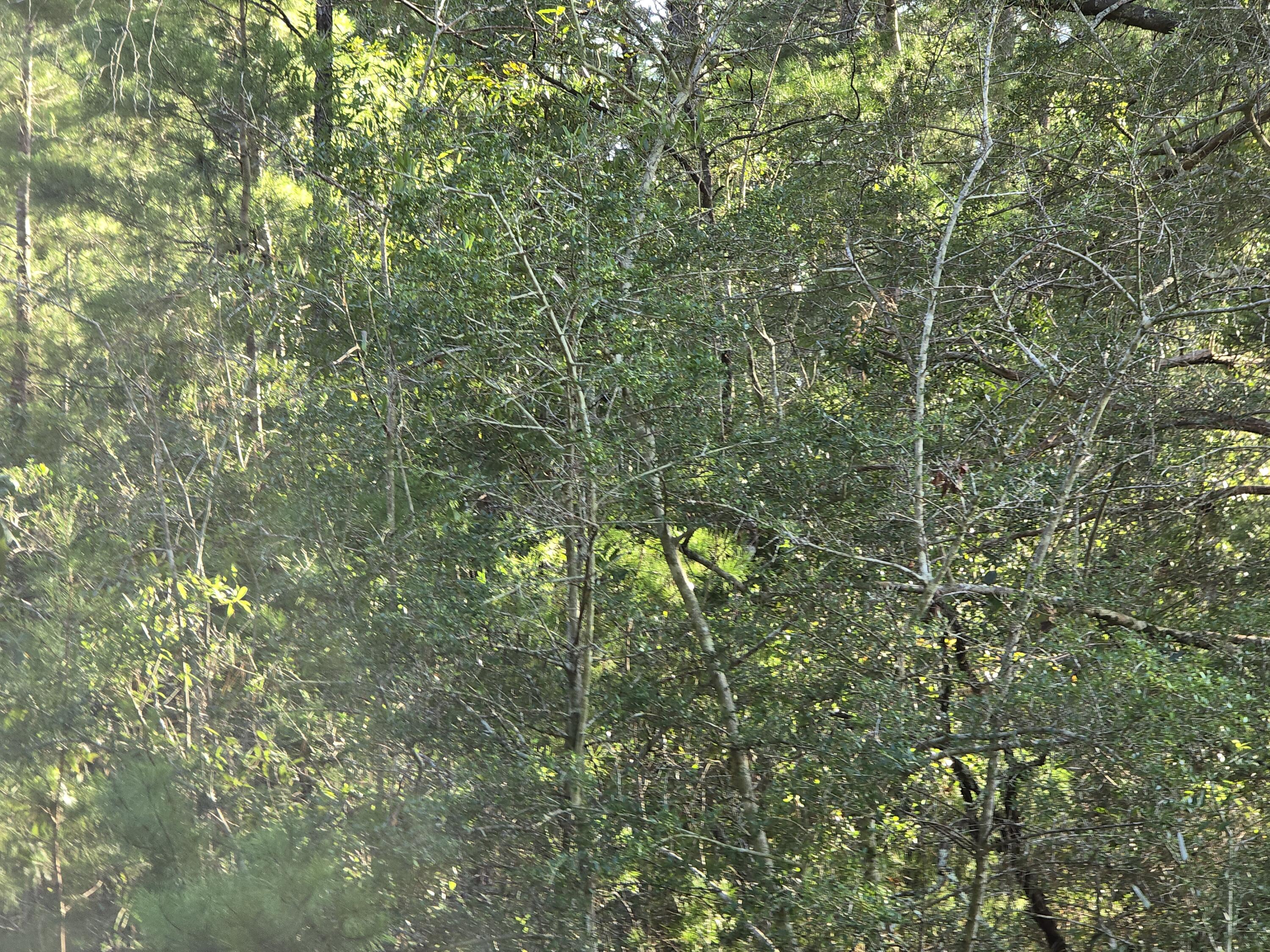 Tbd Randi Road Crestview FL 32539