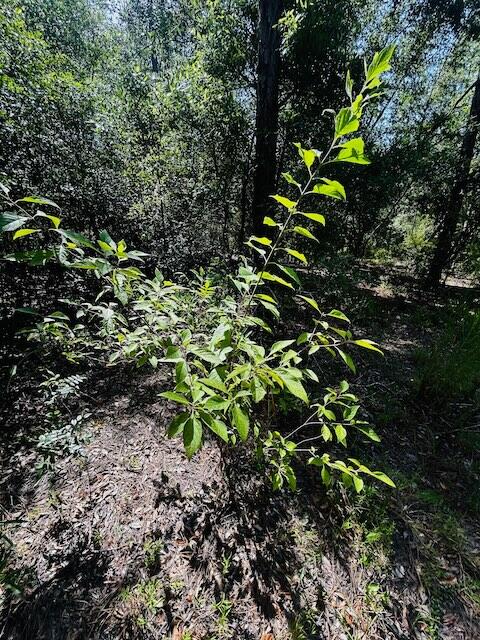 4195 Whippoorwill Drive Holt FL 32564
