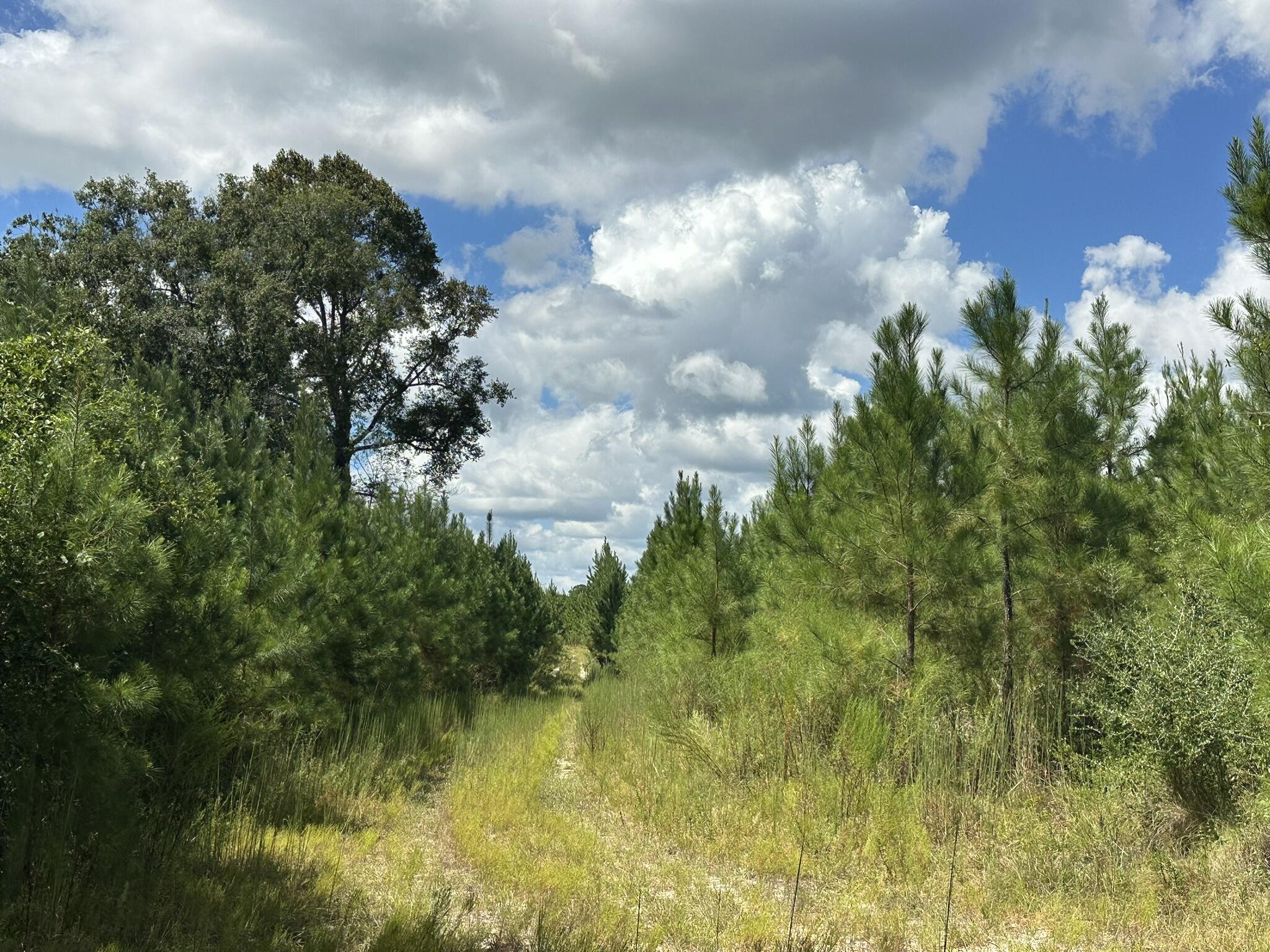 TRACT#6418 N Mattox Springs Road Caryville FL 32427