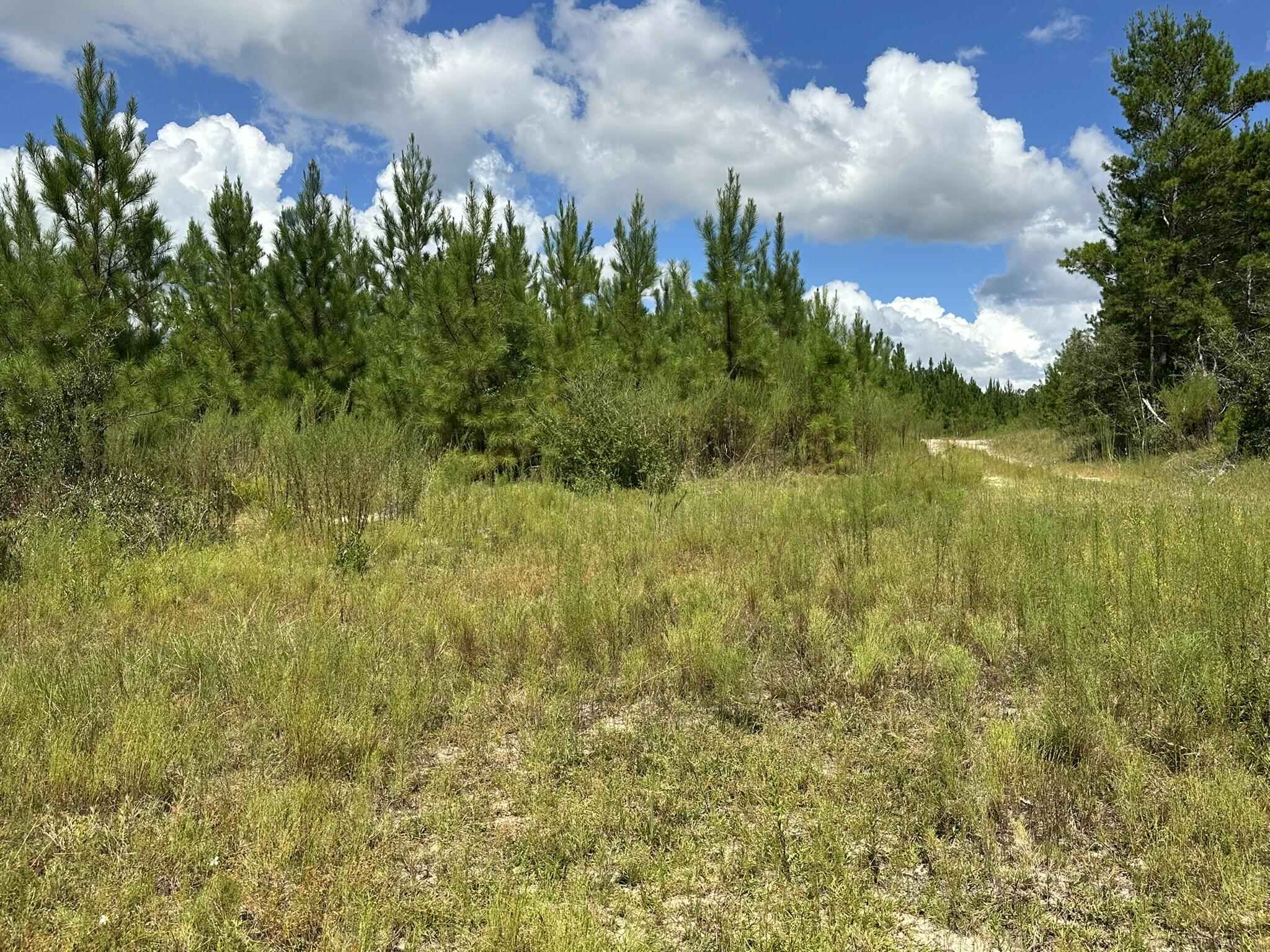 TRACT#6418 N Mattox Springs Road Caryville FL 32427