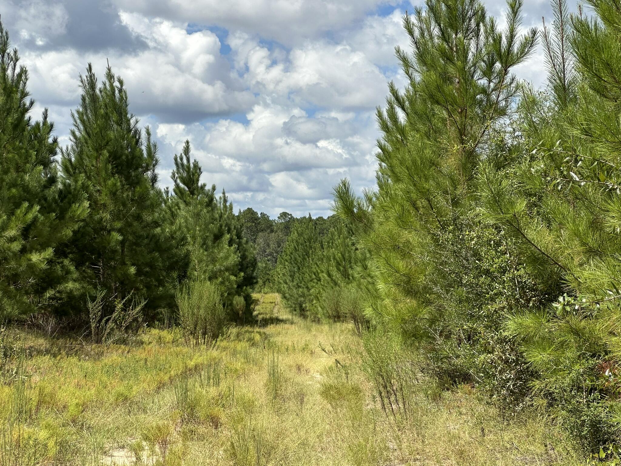 TRACT#6418 N Mattox Springs Road Caryville FL 32427