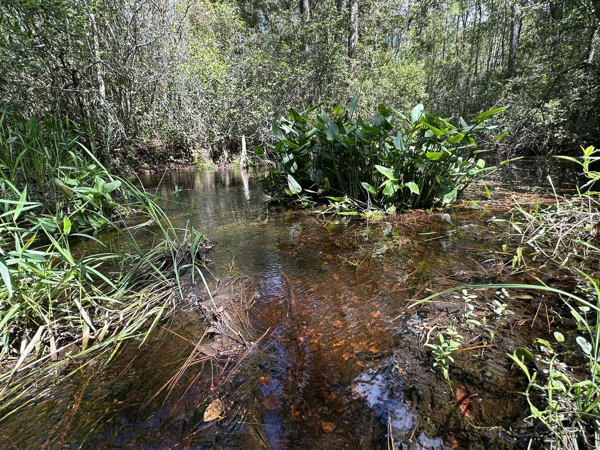 TRACT#6418 N Mattox Springs Road Caryville FL 32427