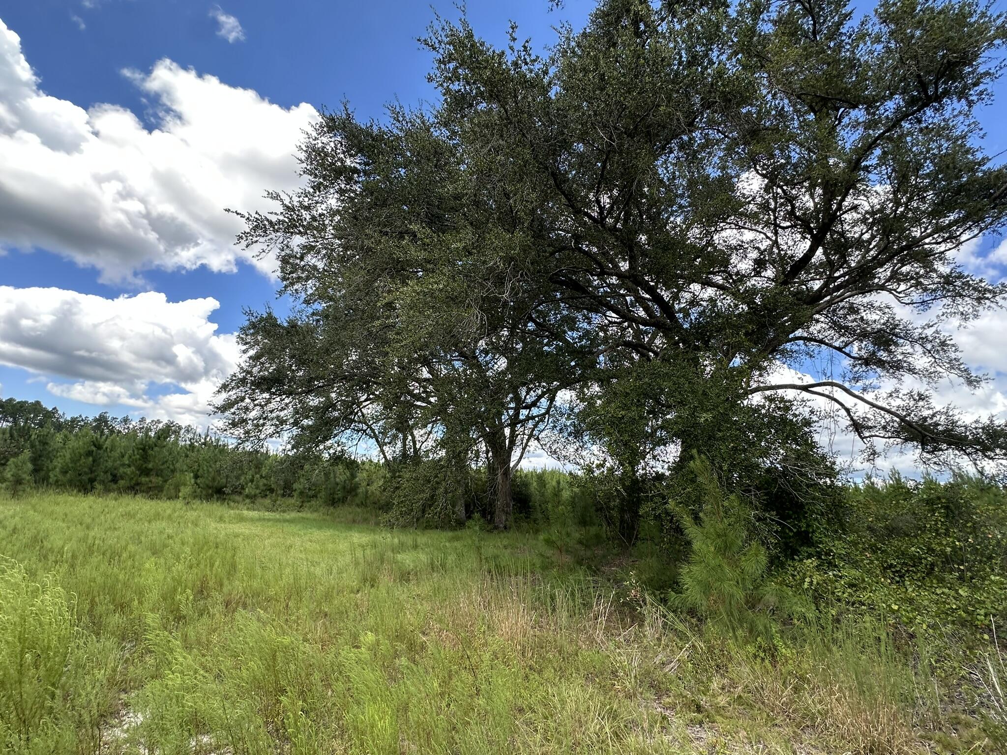 TRACT#6418 N Mattox Springs Road Caryville FL 32427