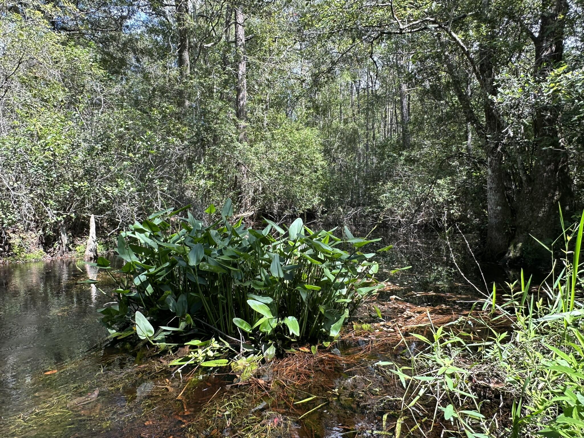 TRACT#6418 N Mattox Springs Road Caryville FL 32427