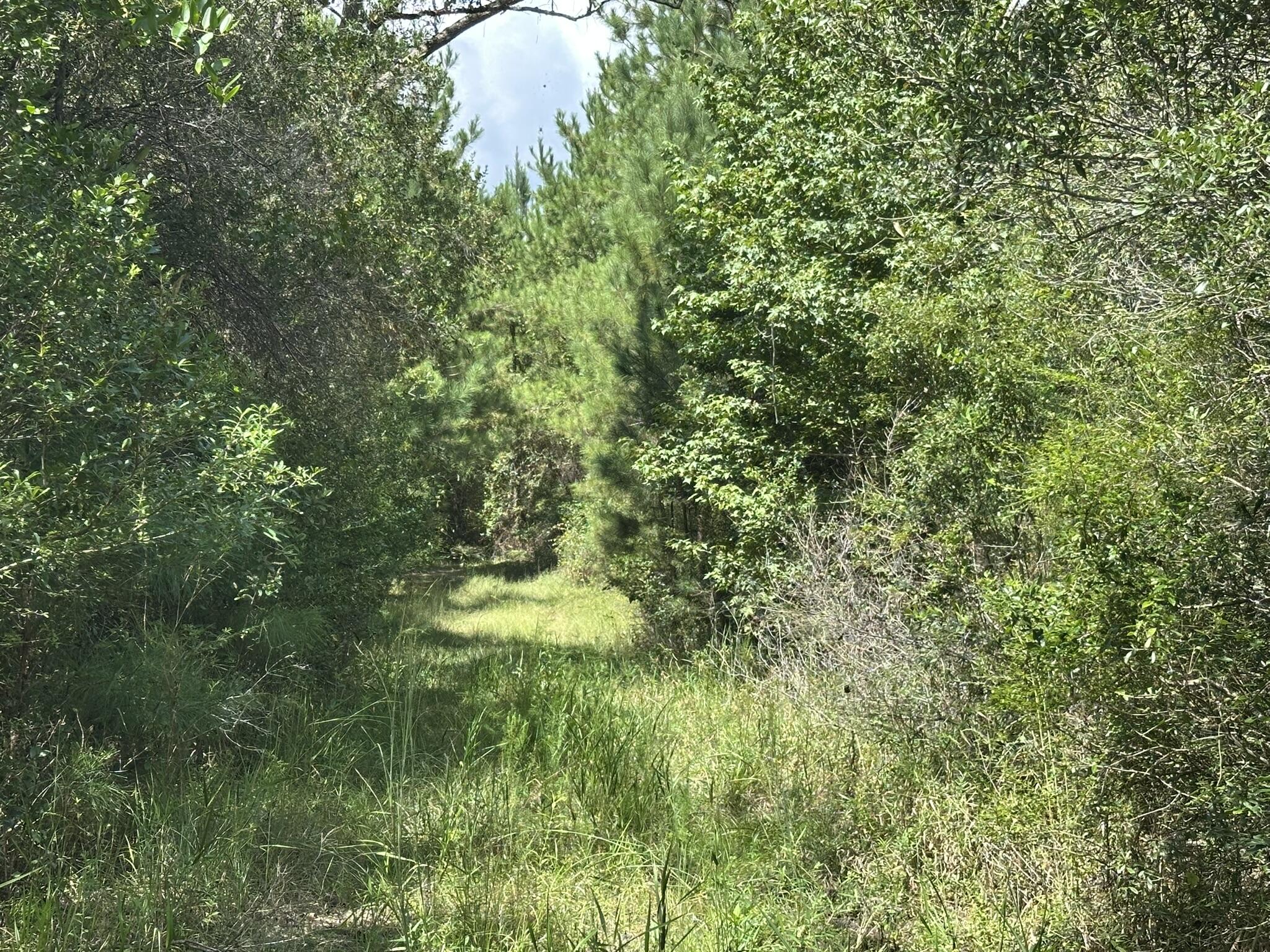 TRACT#6418 N Mattox Springs Road Caryville FL 32427