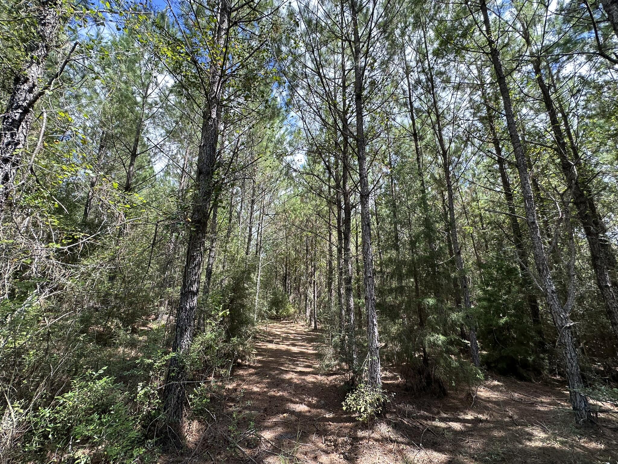 TRACT#6418 N Mattox Springs Road Caryville FL 32427