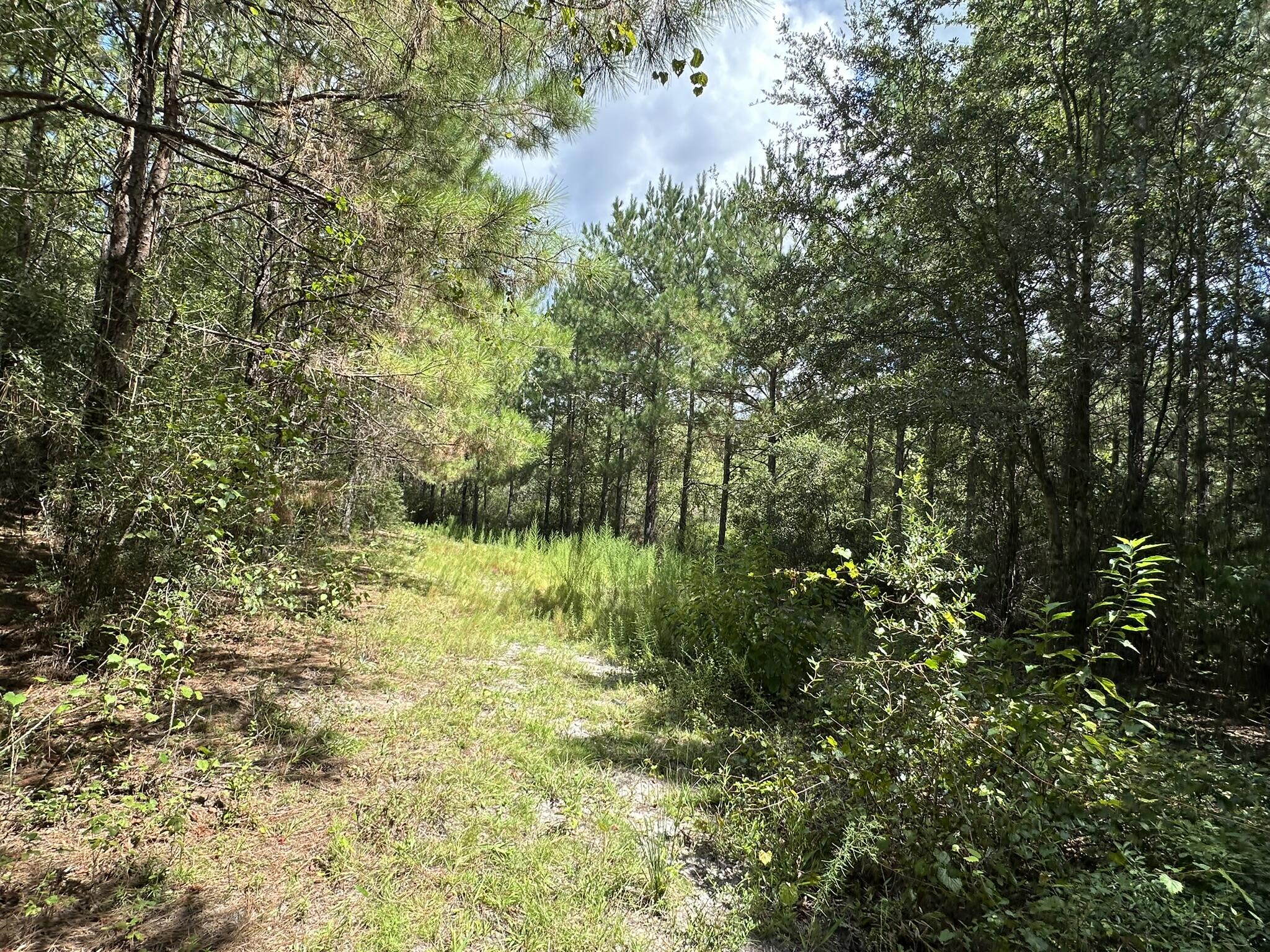 TRACT#6418 N Mattox Springs Road Caryville FL 32427