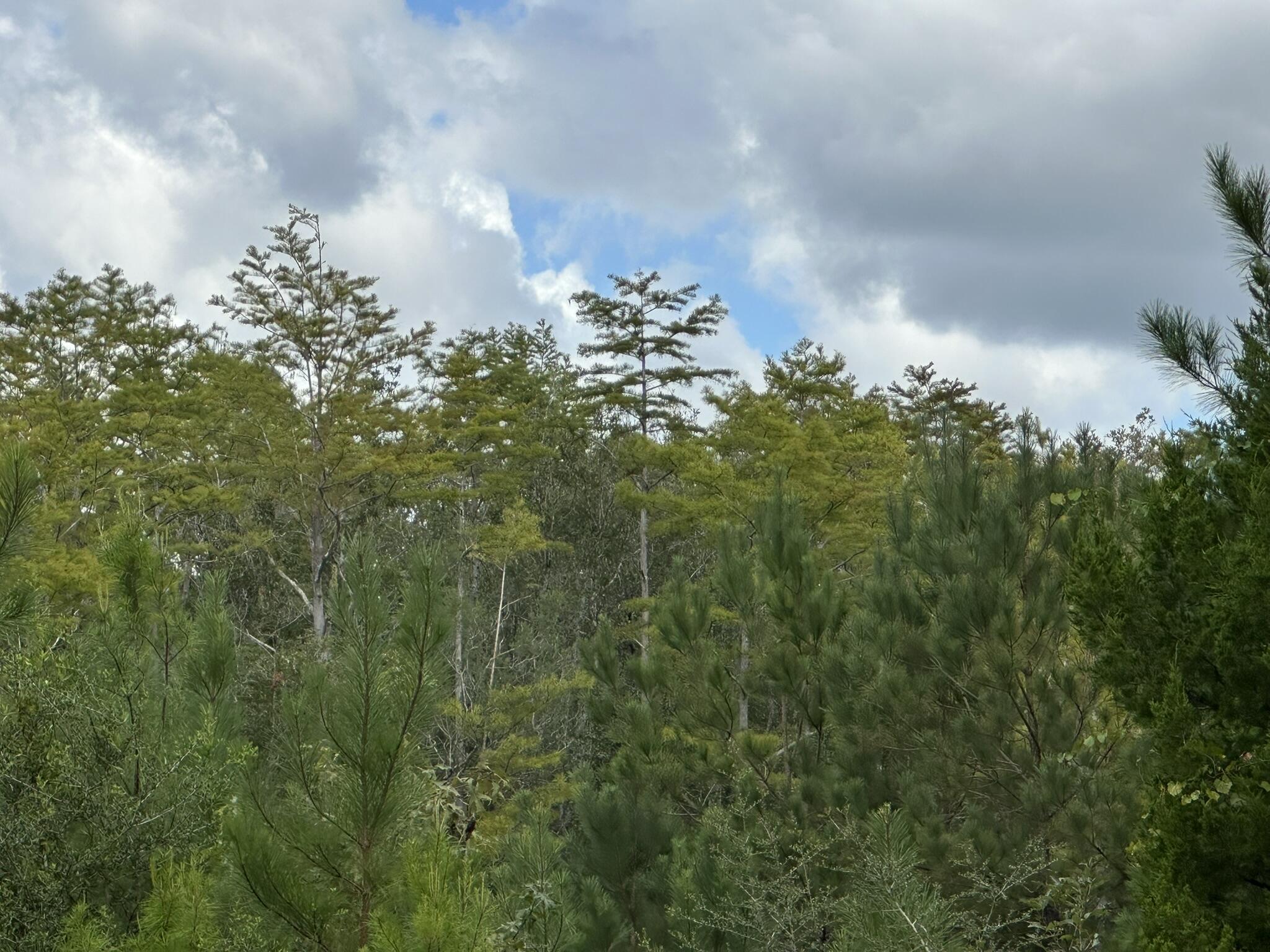 TRACT#6418 N Mattox Springs Road Caryville FL 32427