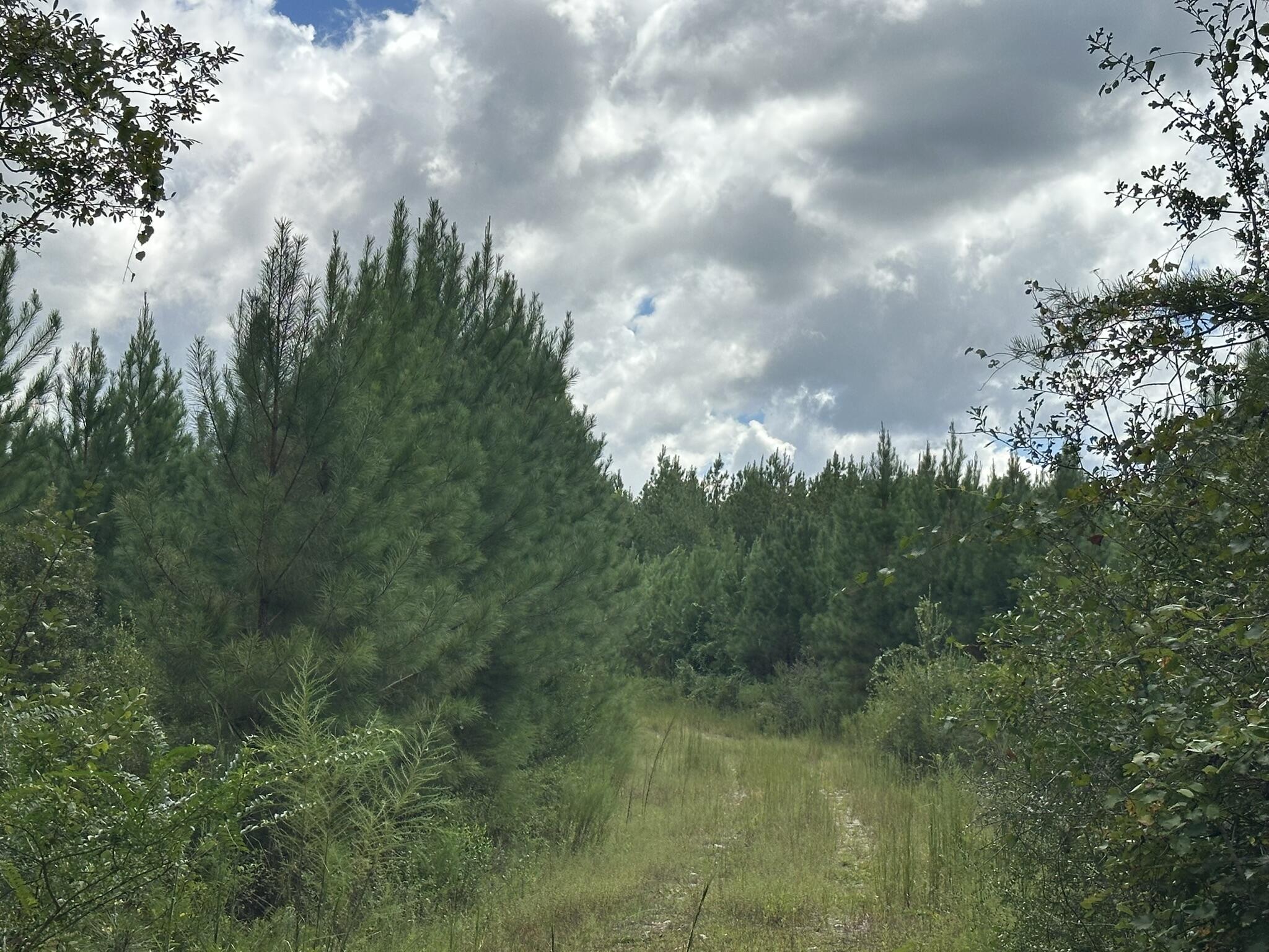 TRACT#6418 N Mattox Springs Road Caryville FL 32427