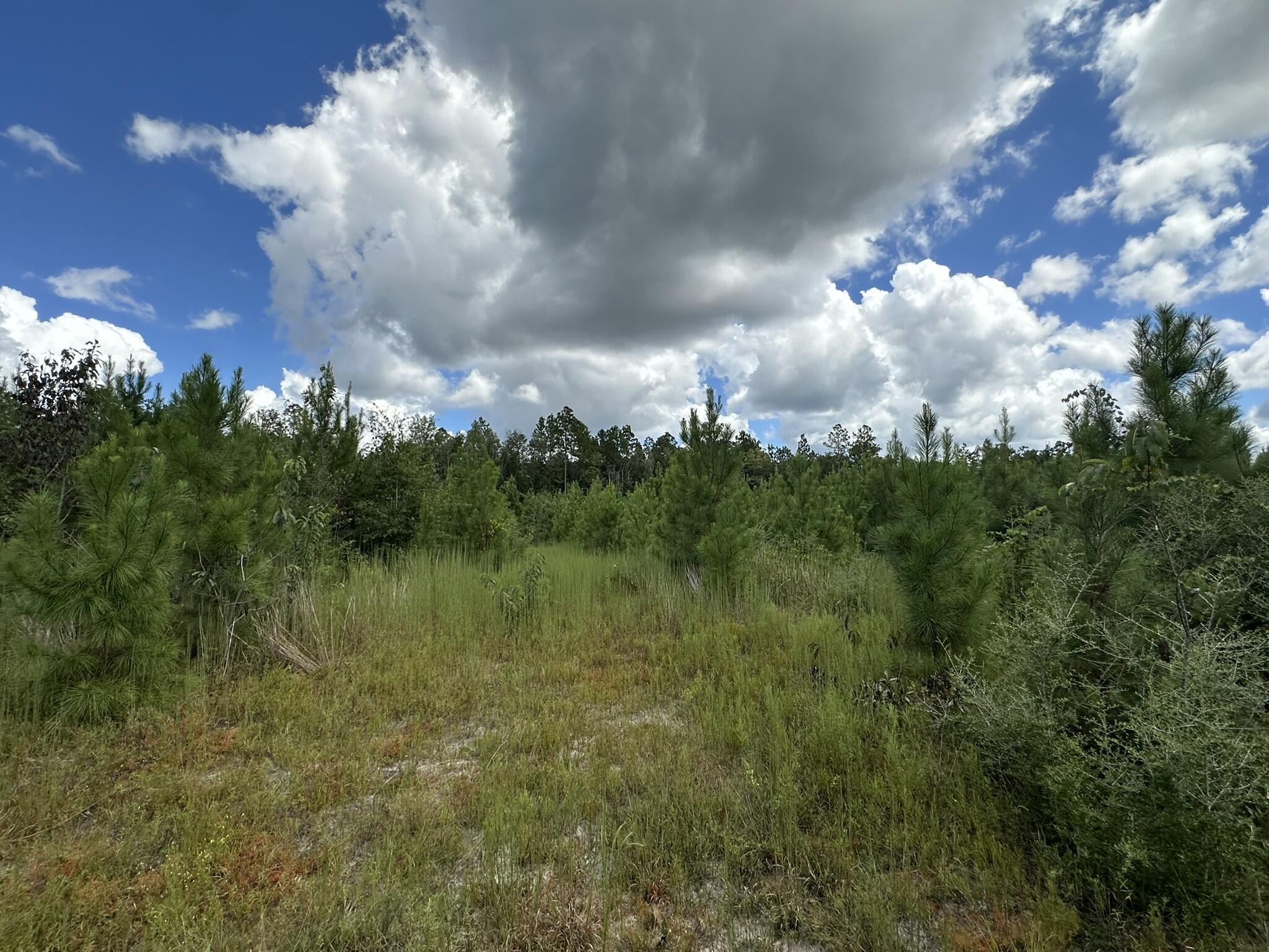 TRACT#6418 N Mattox Springs Road Caryville FL 32427