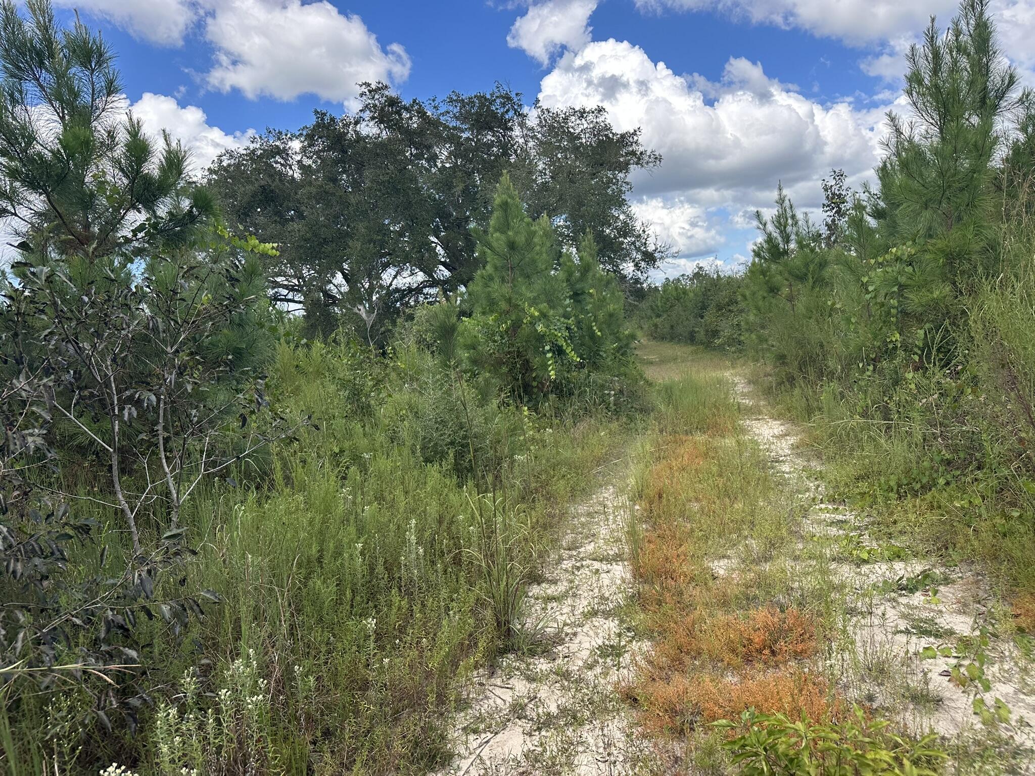 TRACT#6418 N Mattox Springs Road Caryville FL 32427