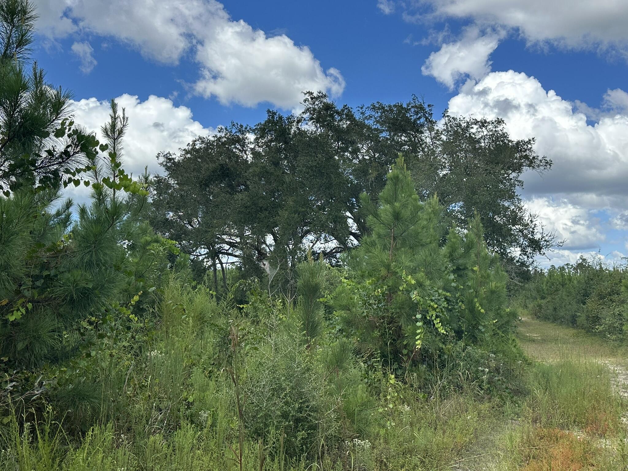 TRACT#6418 N Mattox Springs Road Caryville FL 32427