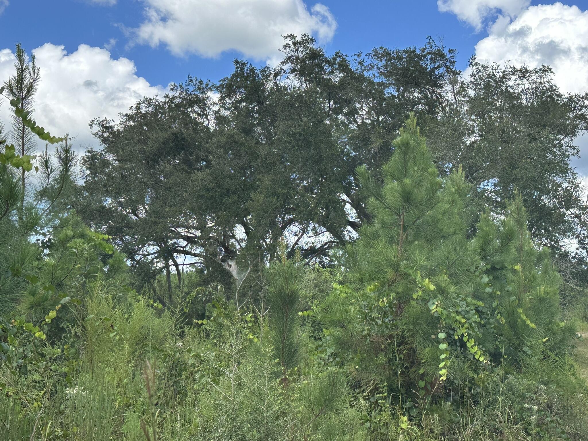TRACT#6418 N Mattox Springs Road Caryville FL 32427