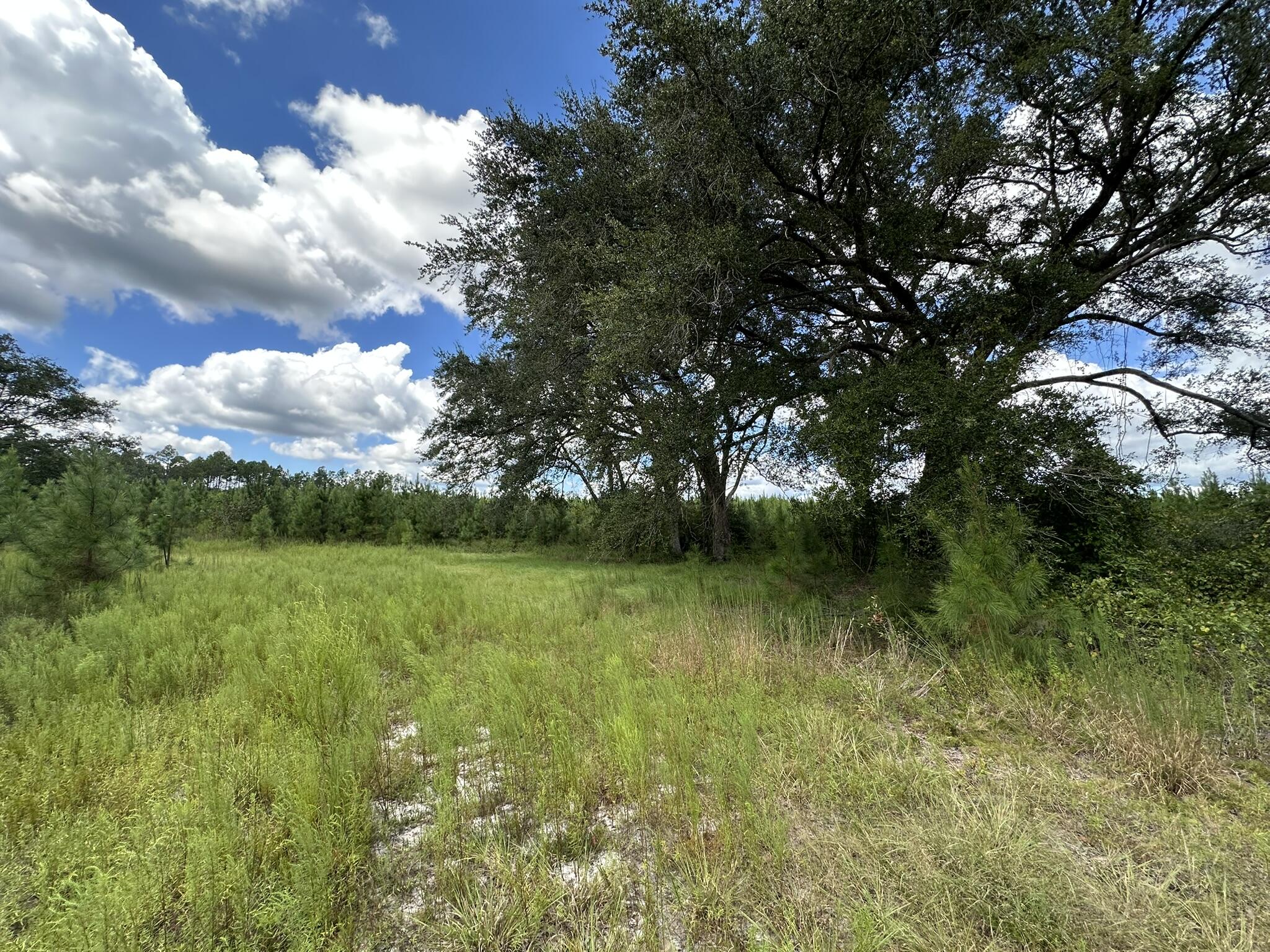 TRACT#6418 N Mattox Springs Road Caryville FL 32427
