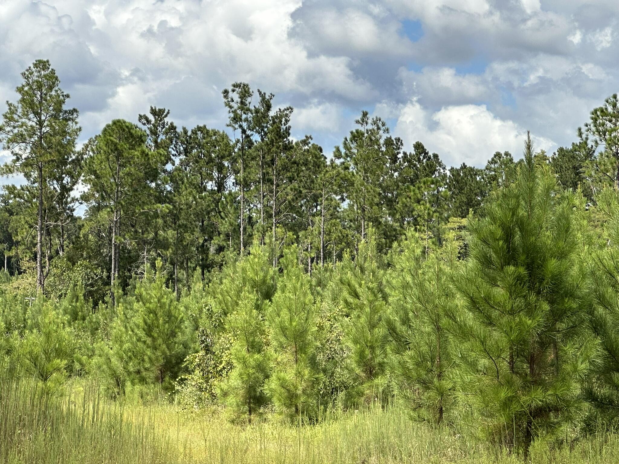 TRACT#6418 N Mattox Springs Road Caryville FL 32427