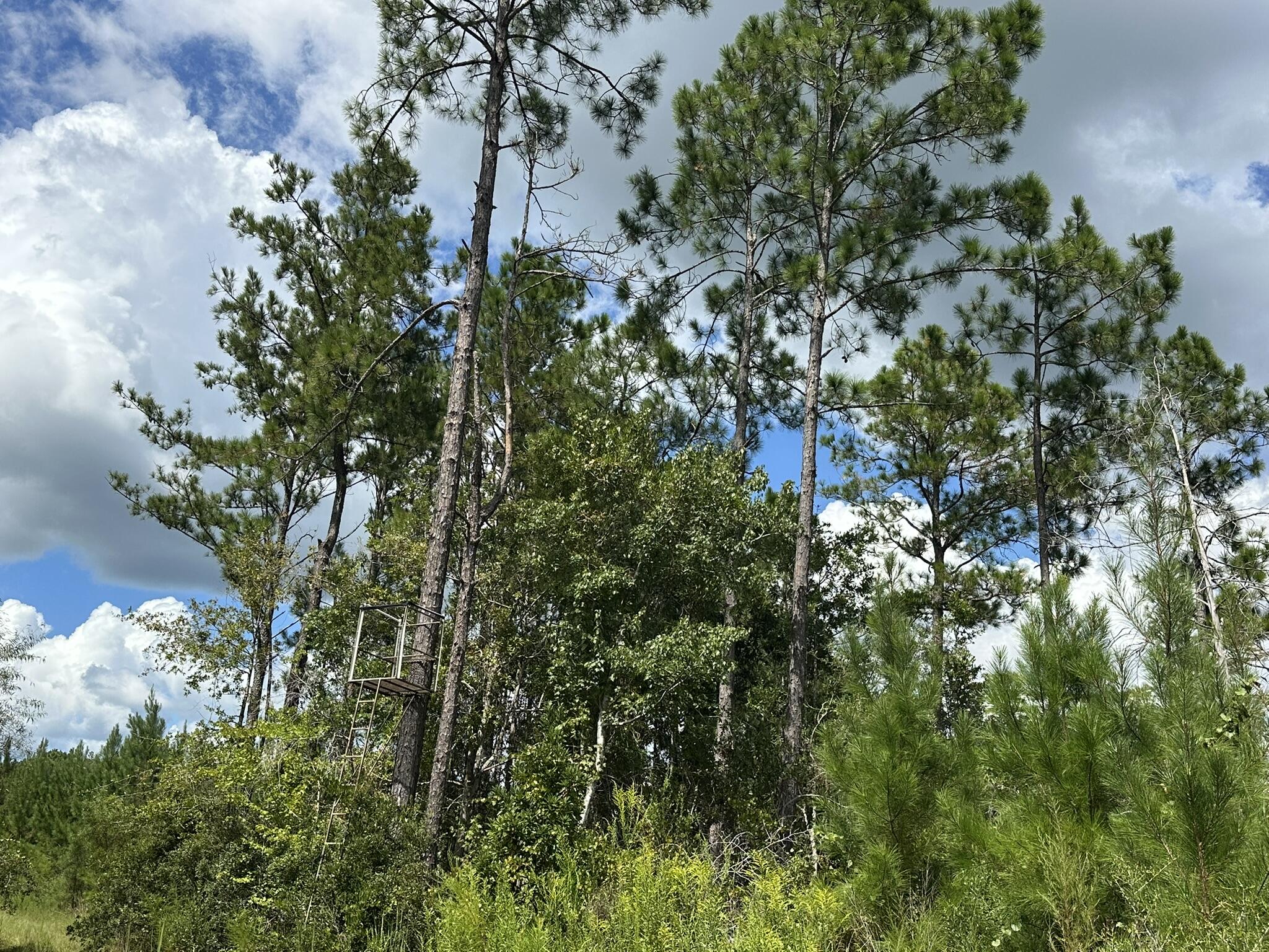 TRACT#6418 N Mattox Springs Road Caryville FL 32427