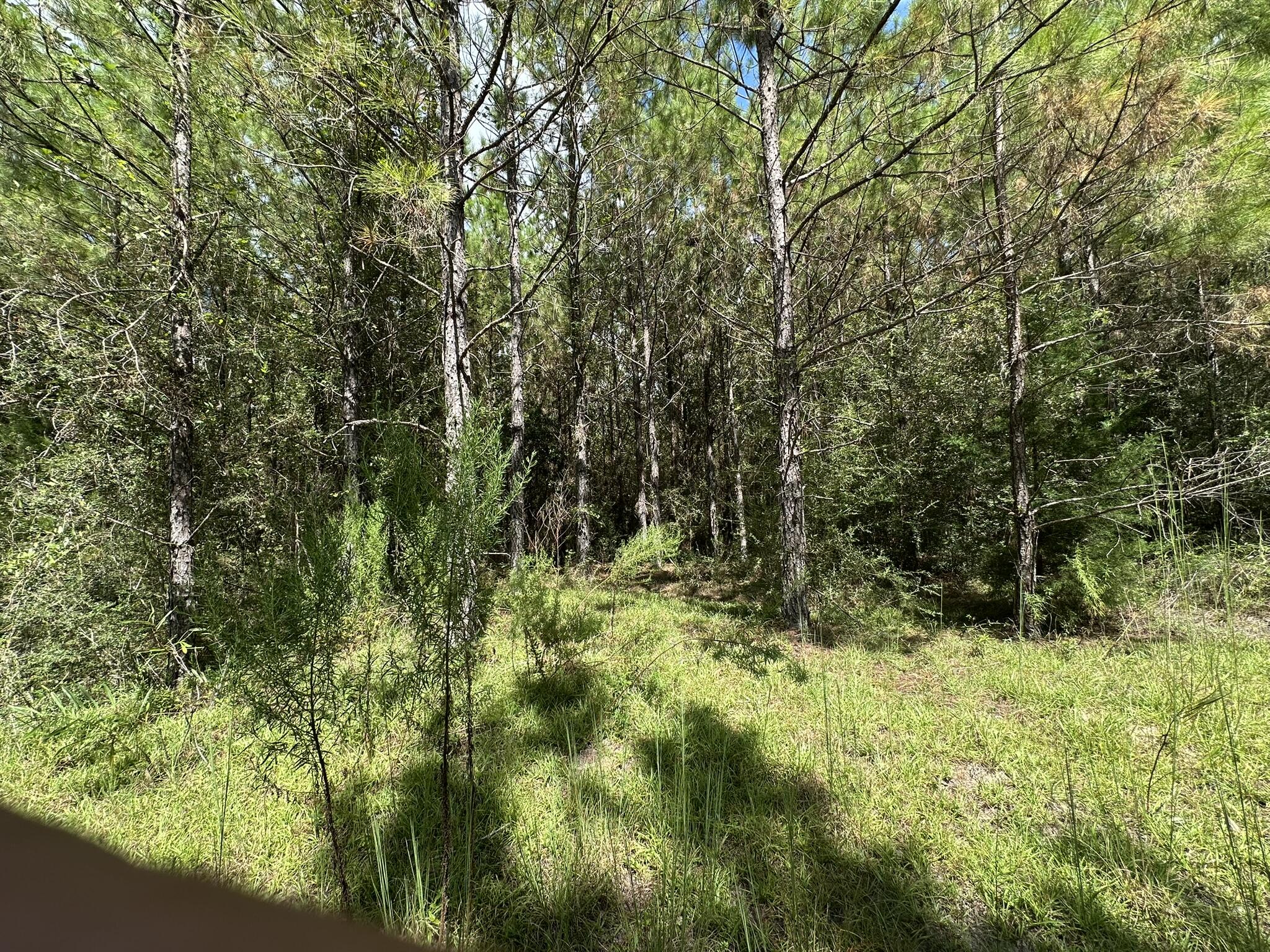 TRACT#6418 N Mattox Springs Road Caryville FL 32427