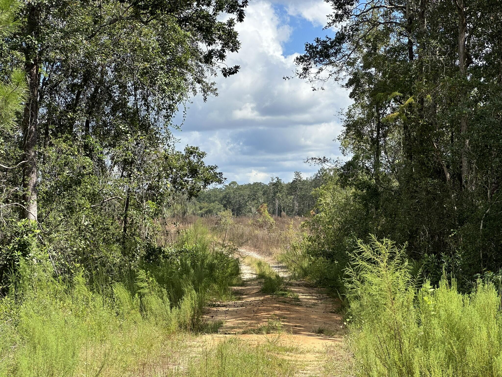 TRACT#6418 N Mattox Springs Road Caryville FL 32427