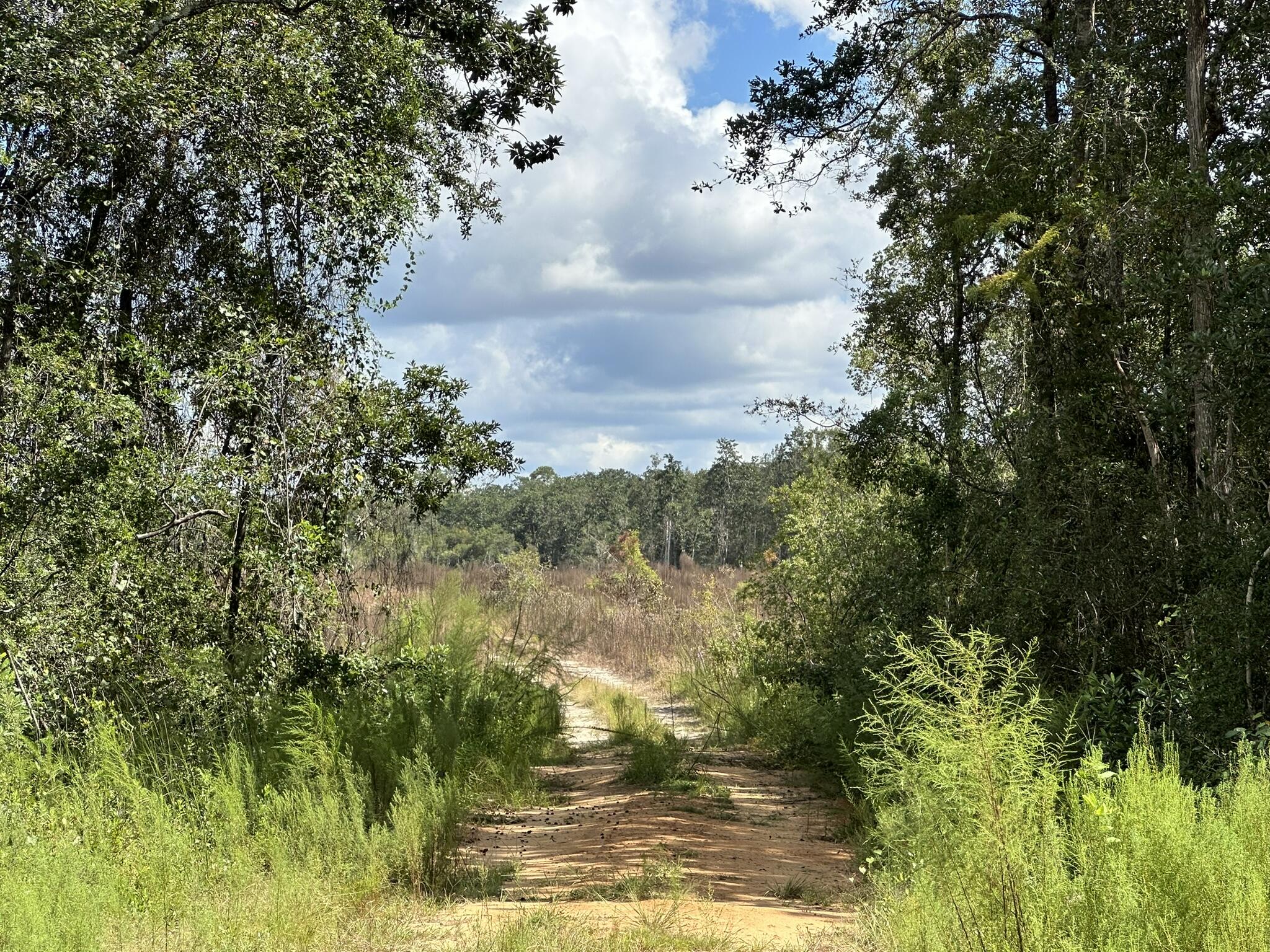 TRACT#6418 N Mattox Springs Road Caryville FL 32427