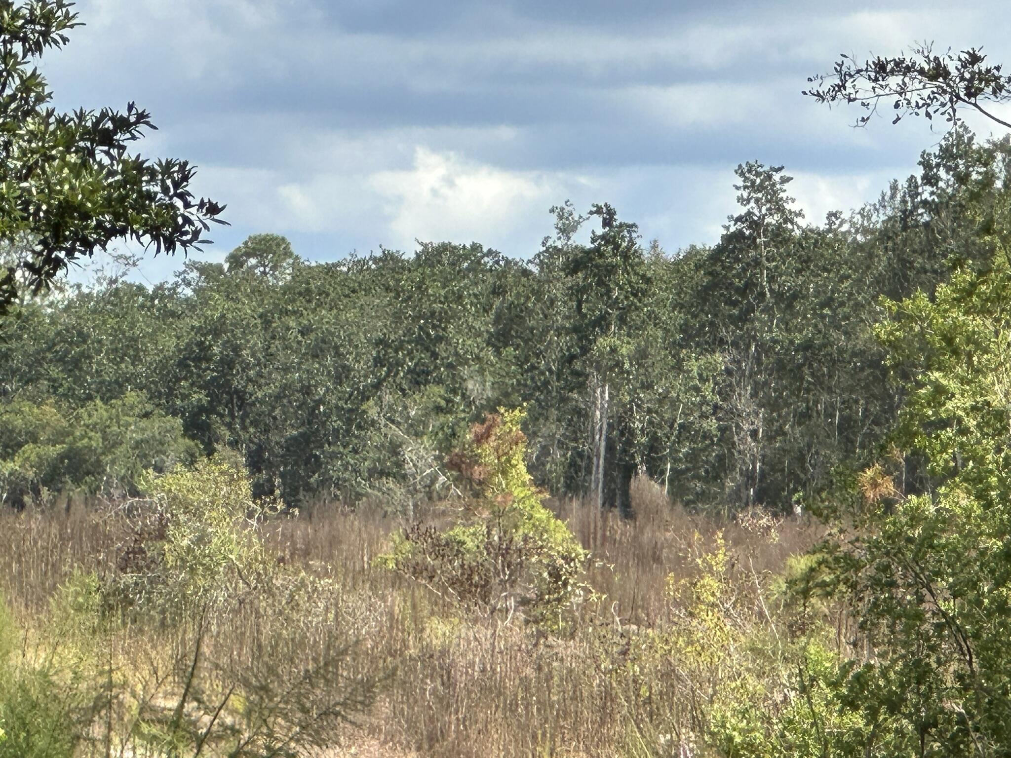 TRACT#6418 N Mattox Springs Road Caryville FL 32427