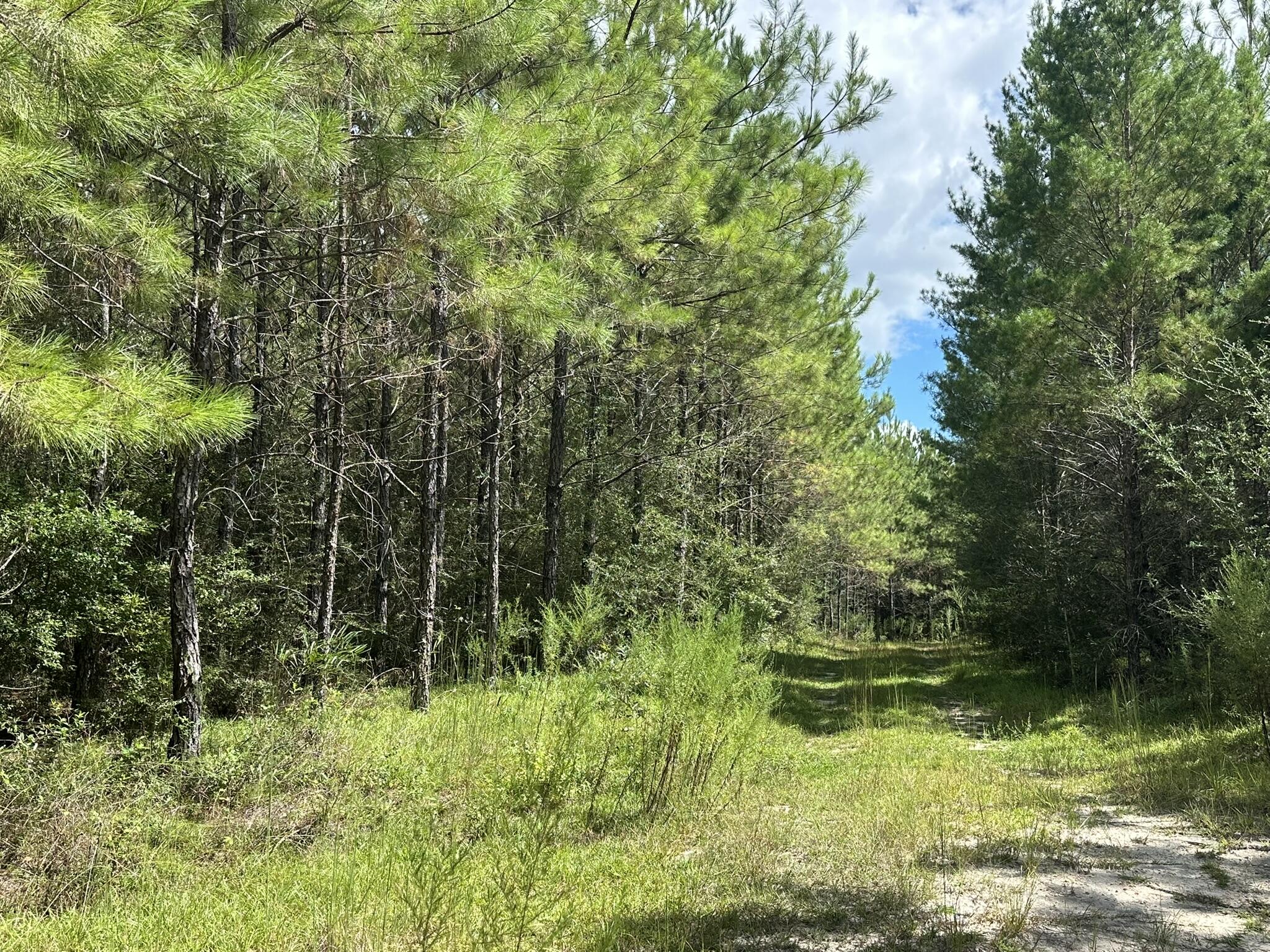 TRACT#6418 N Mattox Springs Road Caryville FL 32427