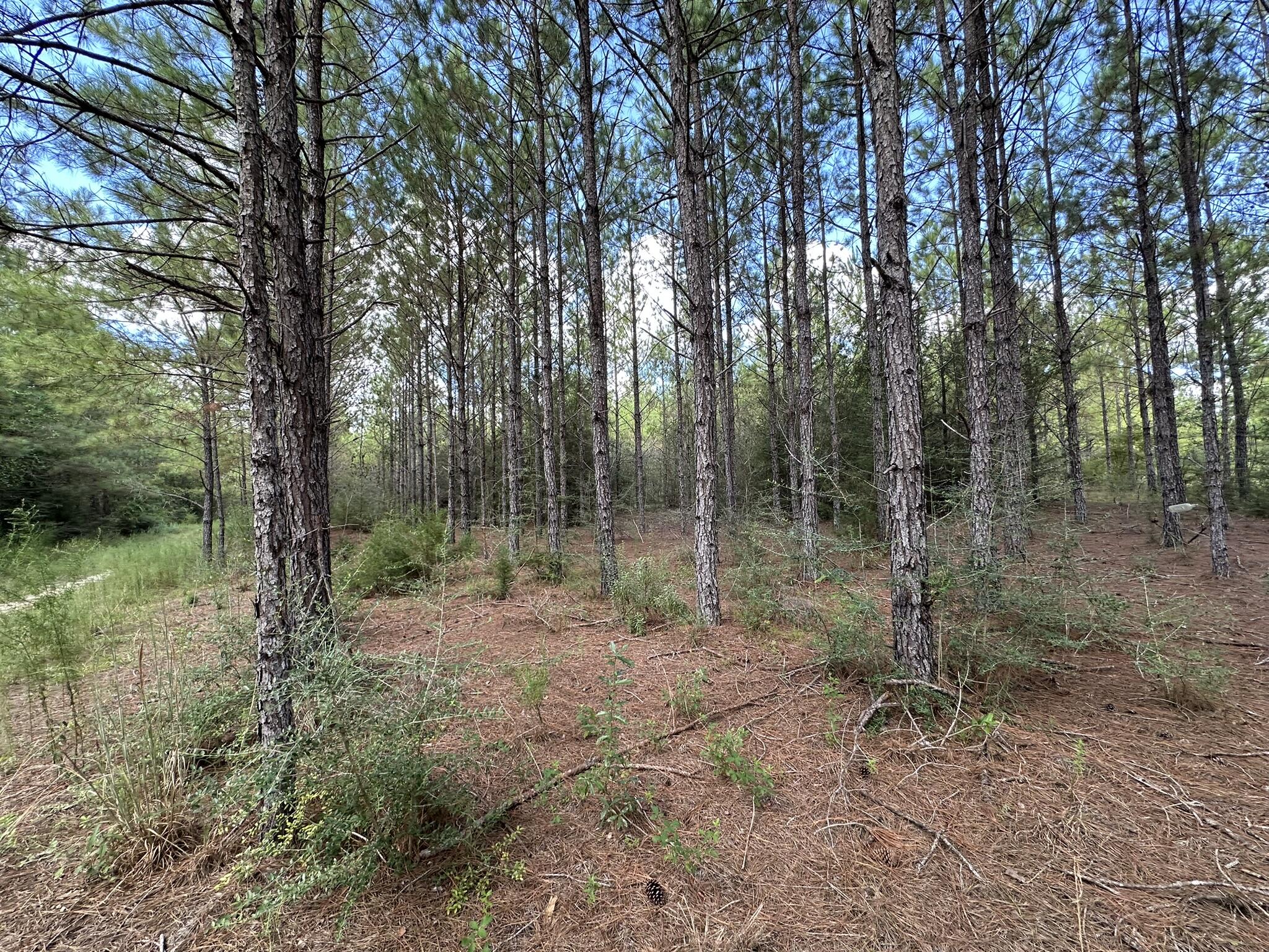 TRACT#6418 N Mattox Springs Road Caryville FL 32427
