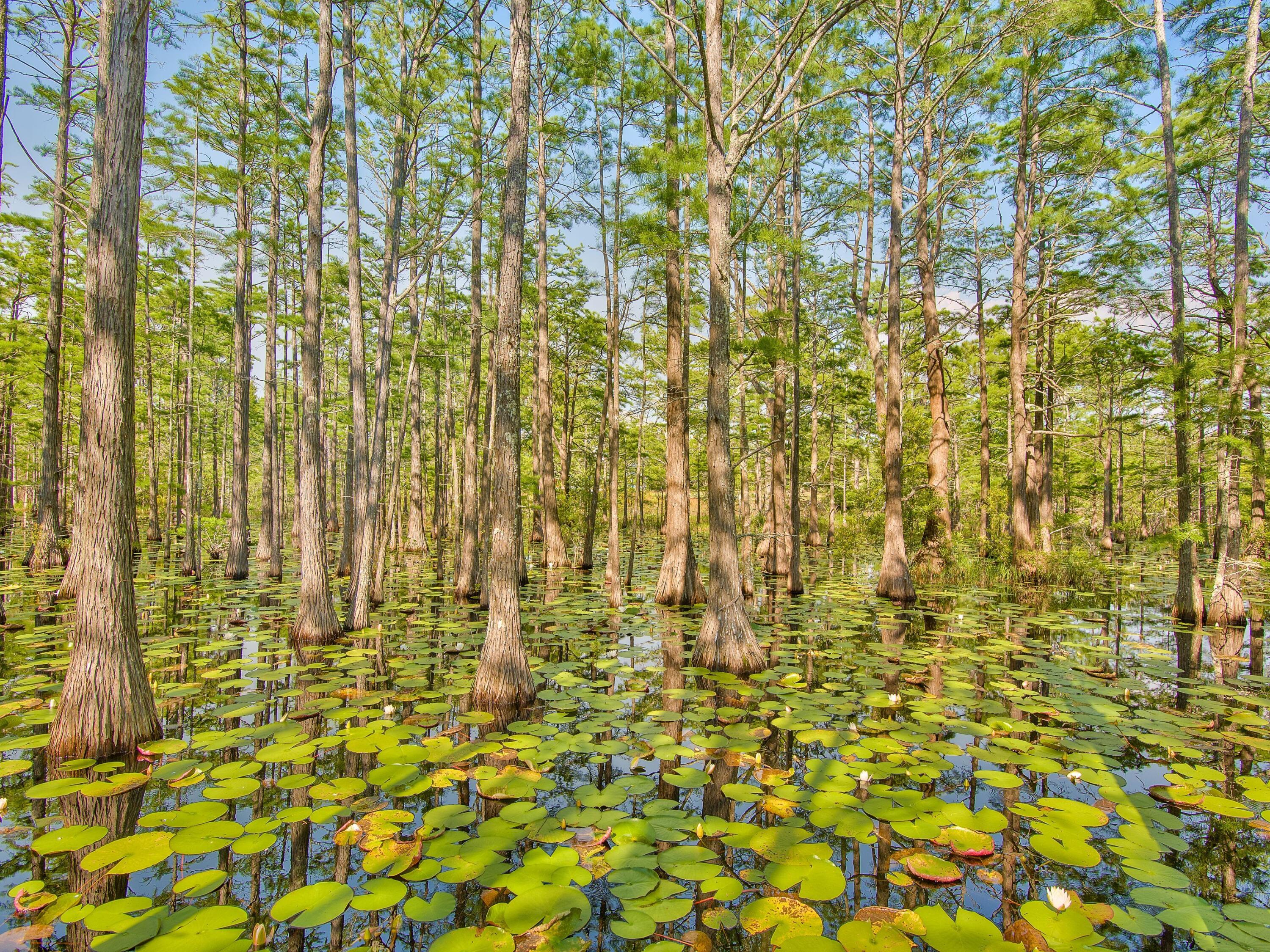 Lot 16 Cypress Drive Santa Rosa Beach FL 32459
