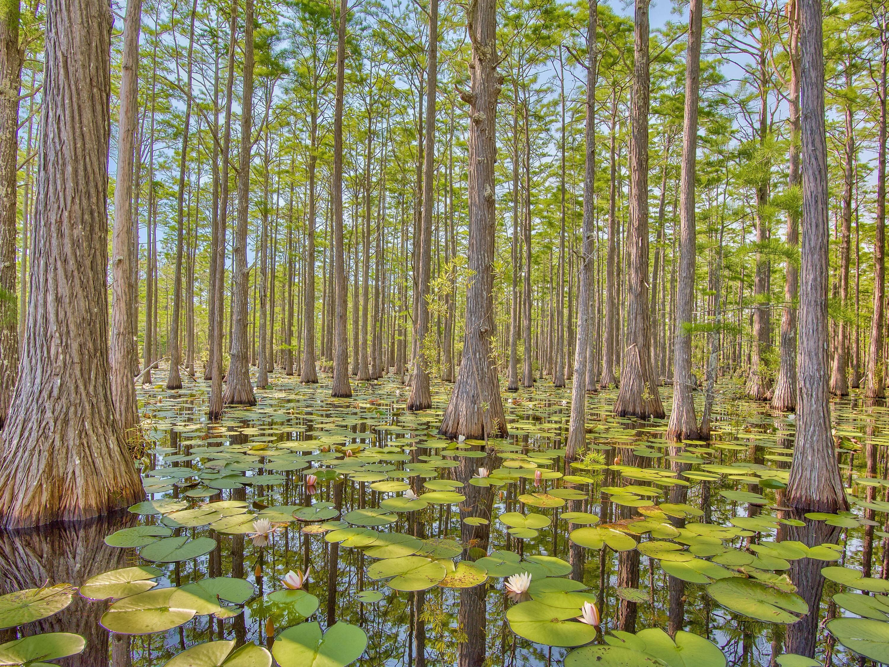 Lot 16 Cypress Drive Santa Rosa Beach FL 32459