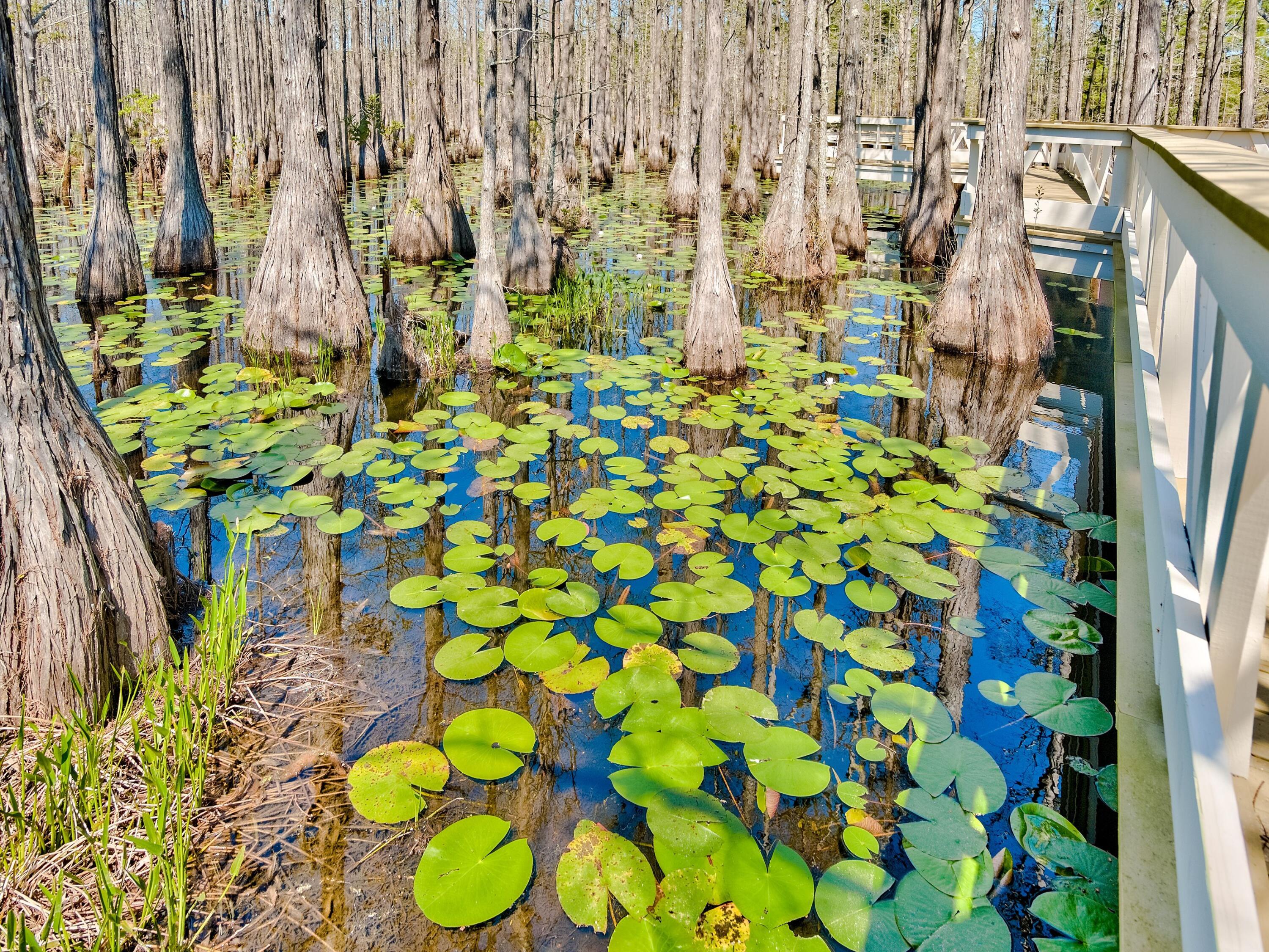 Lot 16 Cypress Drive Santa Rosa Beach FL 32459