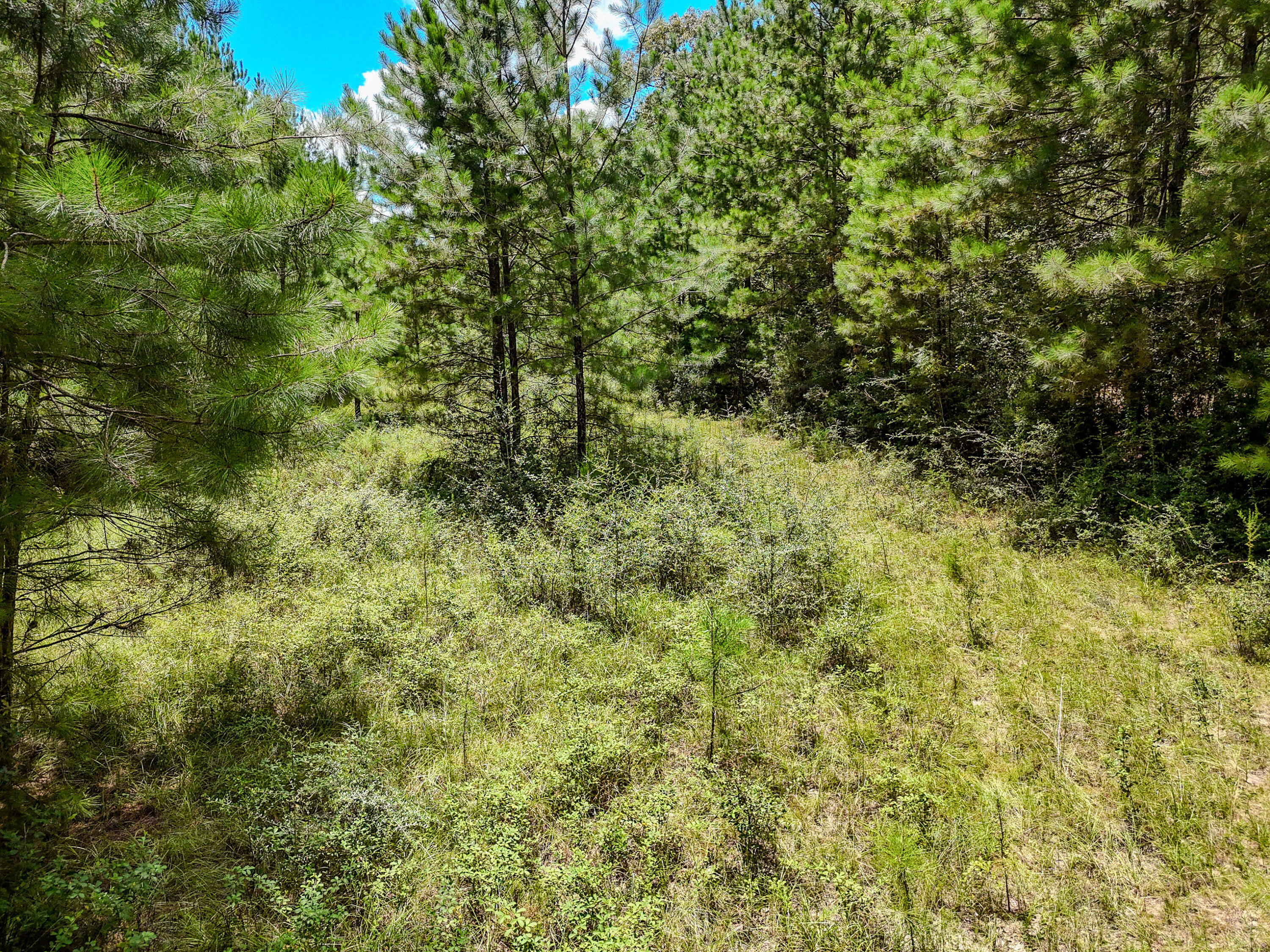 27.79 Acre County Highway 183b Defuniak Springs FL 32433