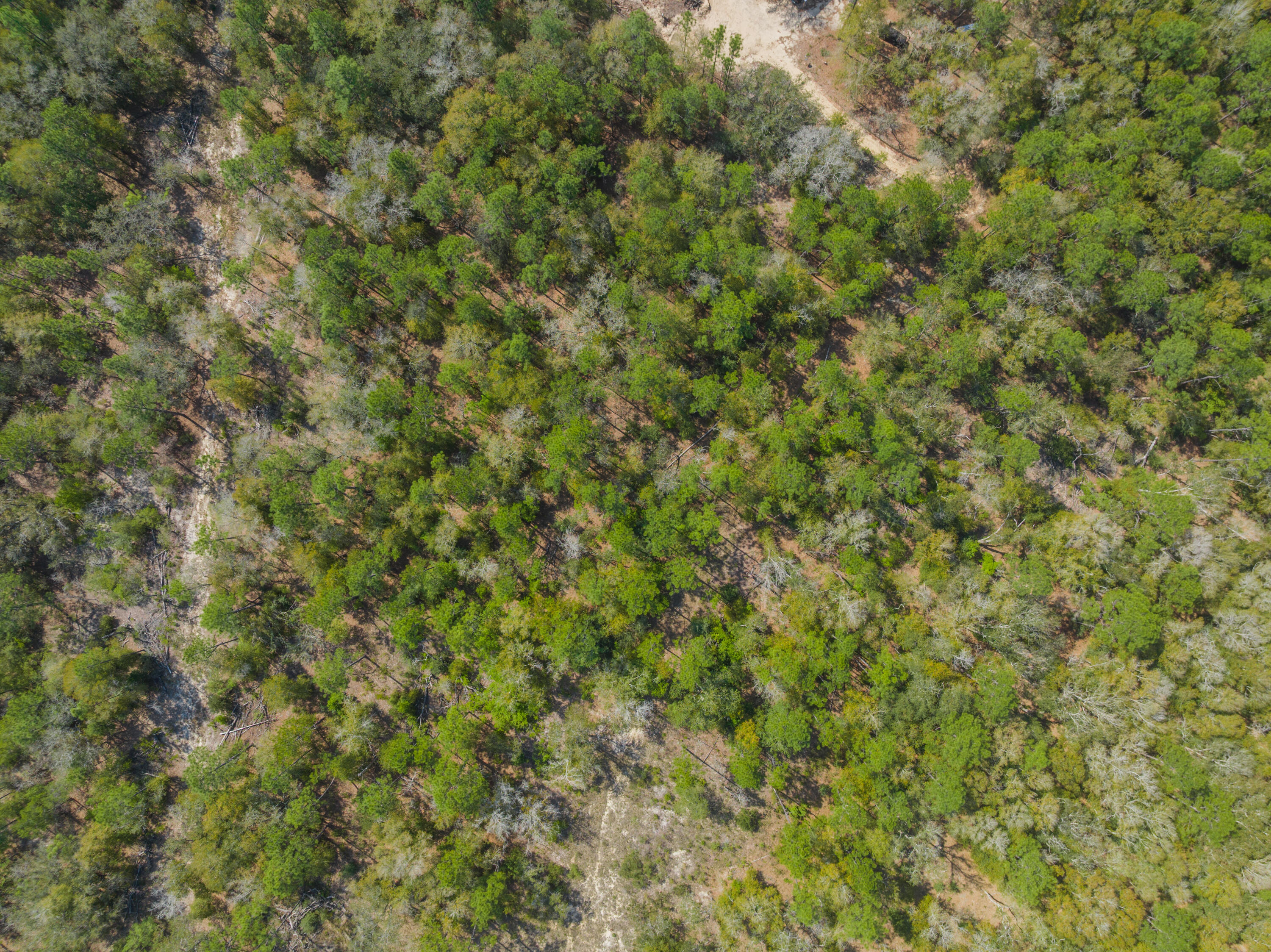 4195 Whippoorwill Drive Holt FL 32564