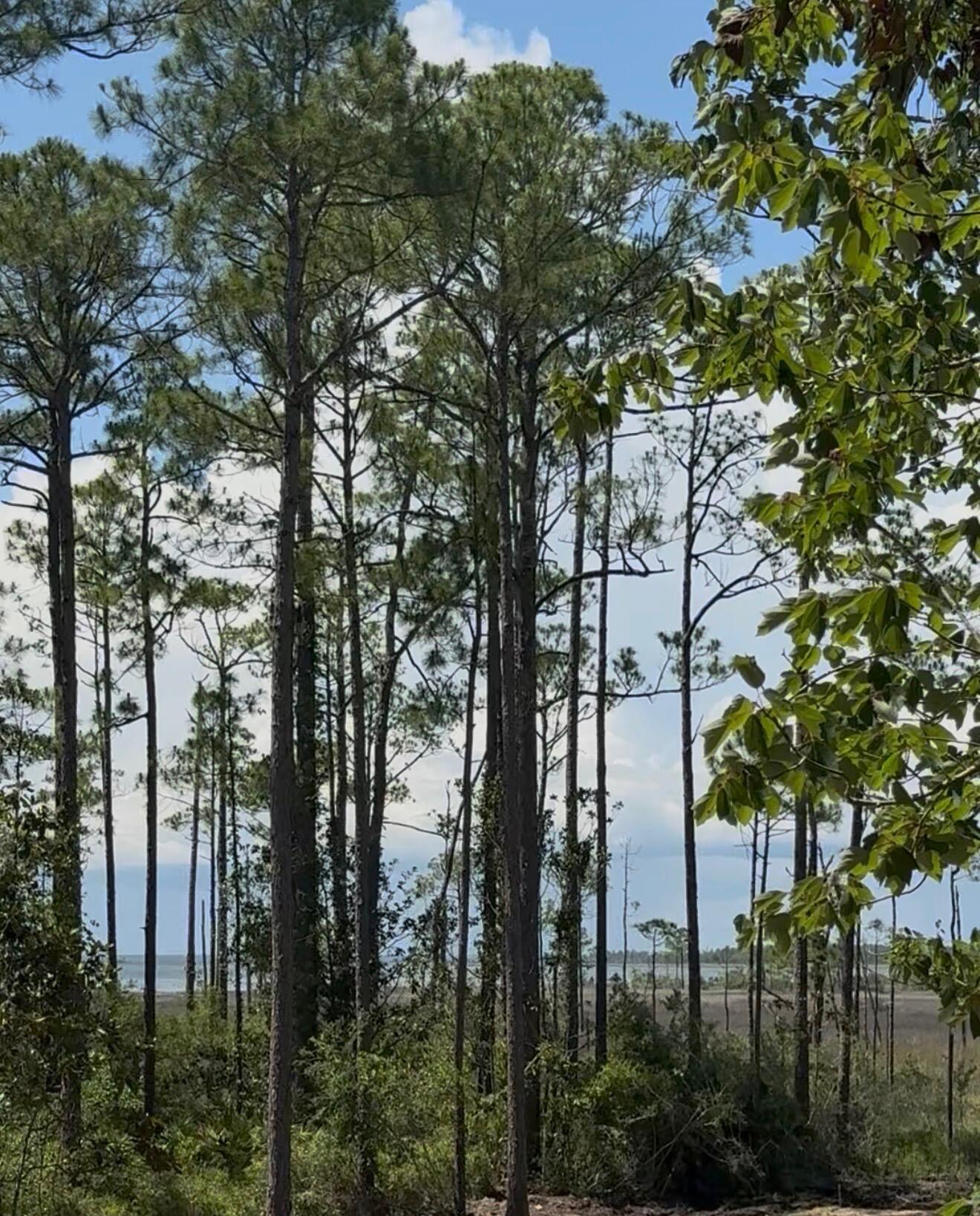 Lot 9 19th Street Santa Rosa Beach FL 32459