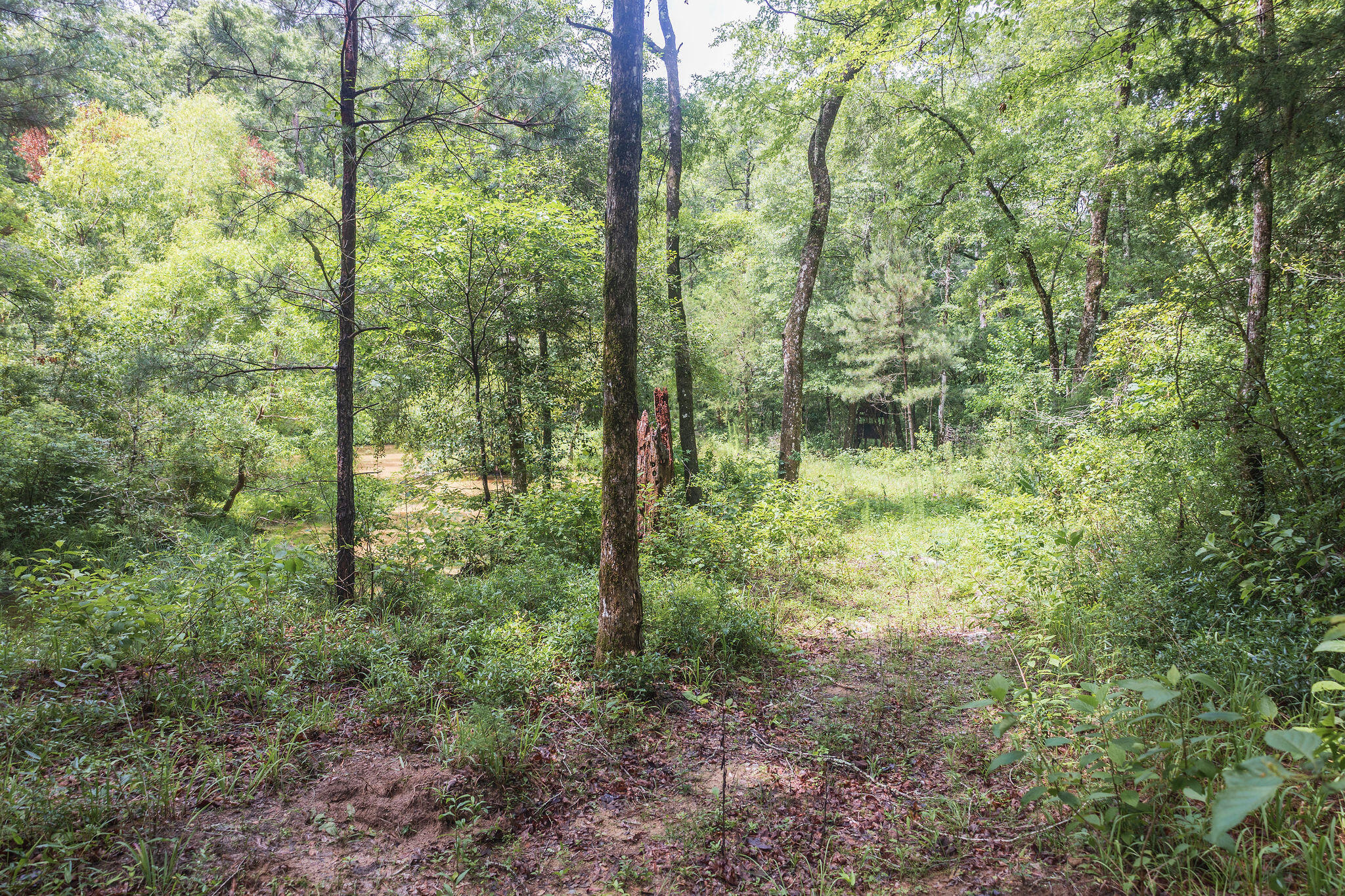 1966 Tower Lane Westville FL 32464