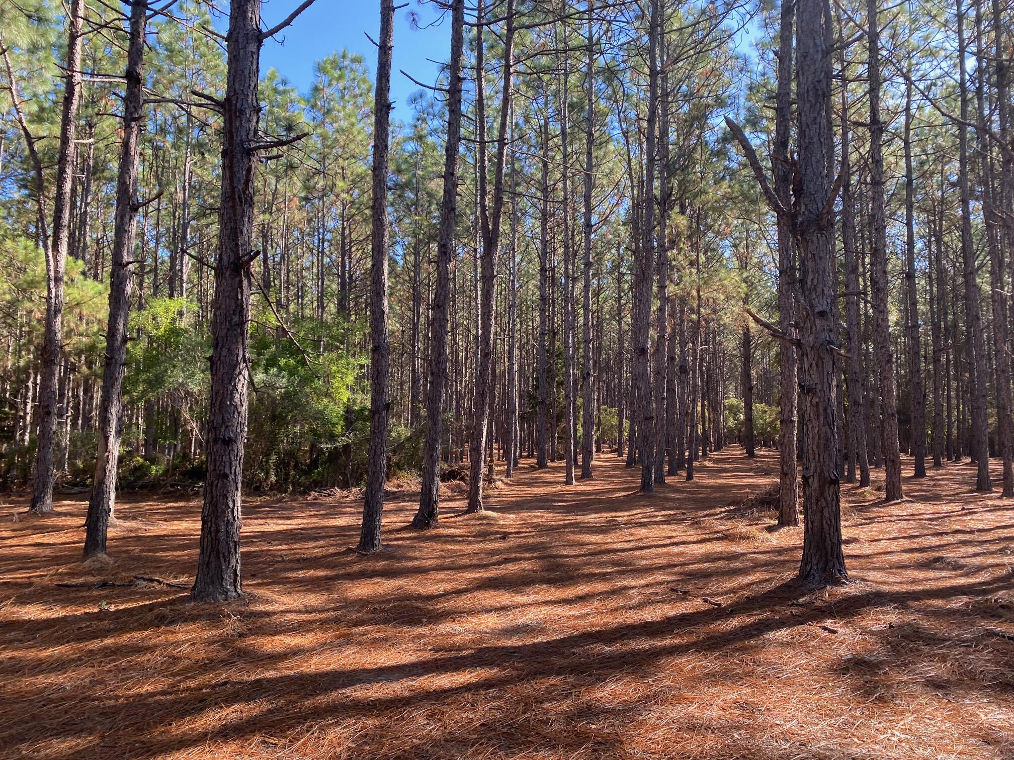 Xxx Bear Bay Flats Road Laurel Hill FL 32567