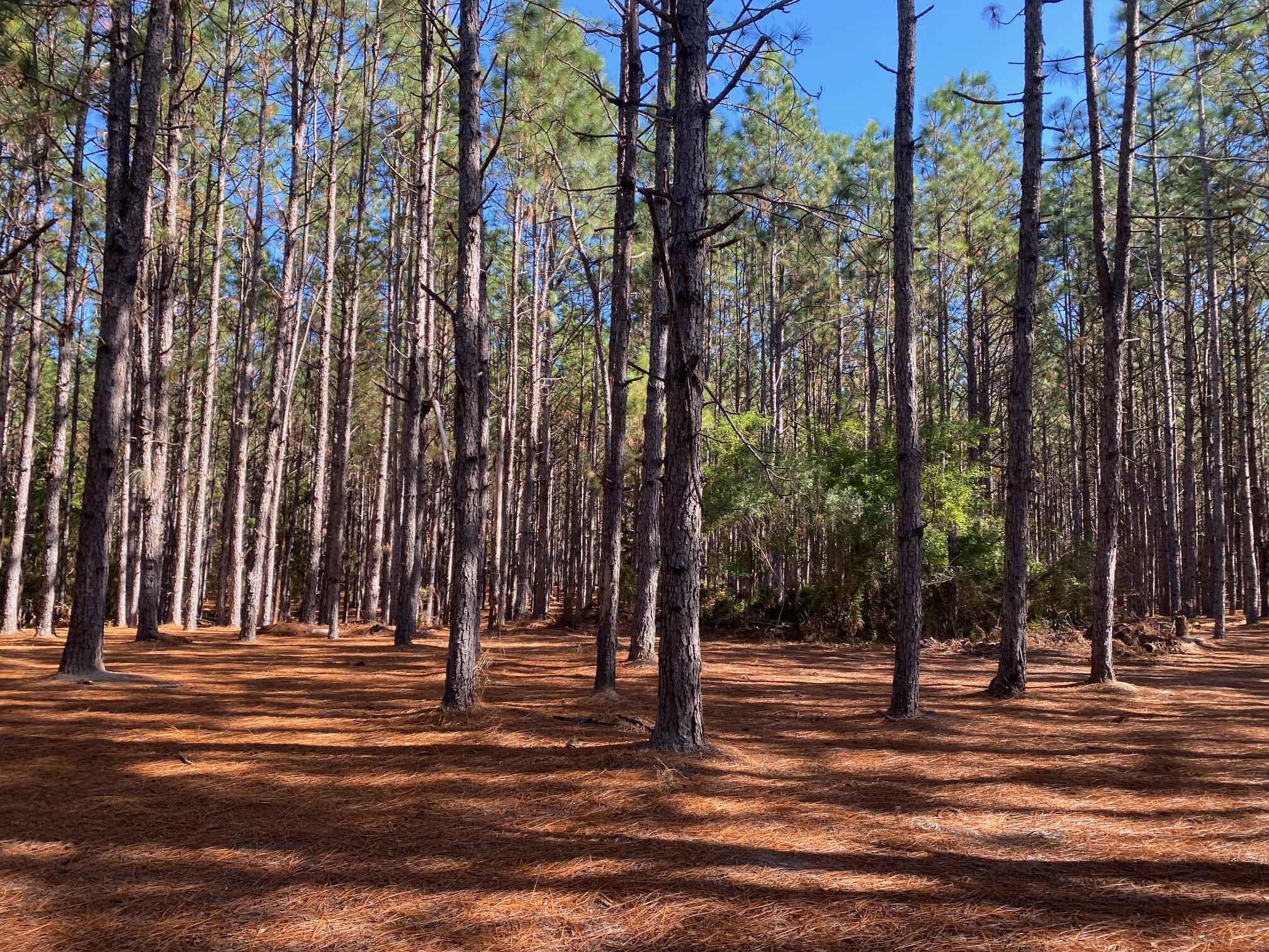 Xxx Bear Bay Flats Road Laurel Hill FL 32567