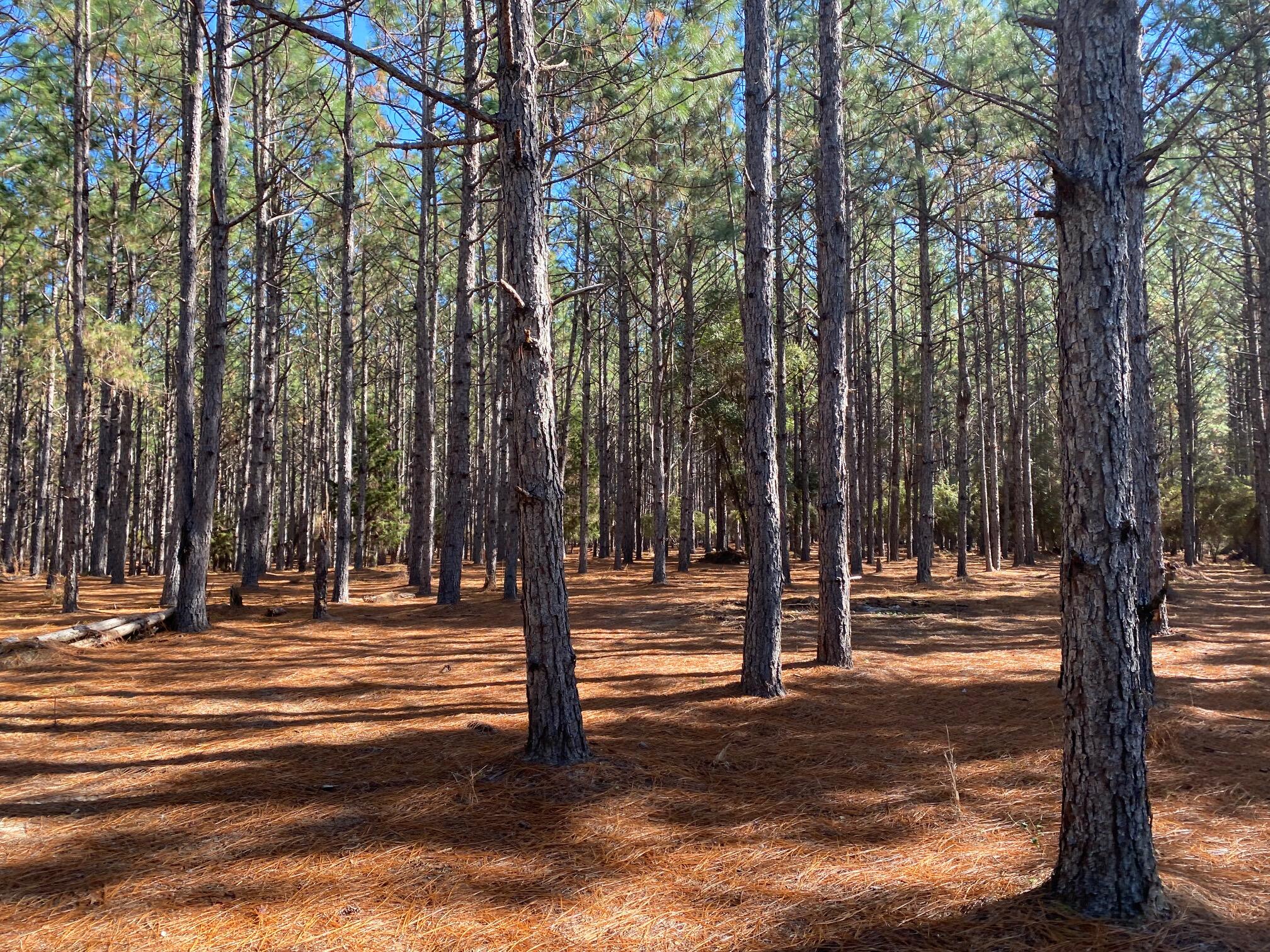 Xxx Bear Bay Flats Road Laurel Hill FL 32567