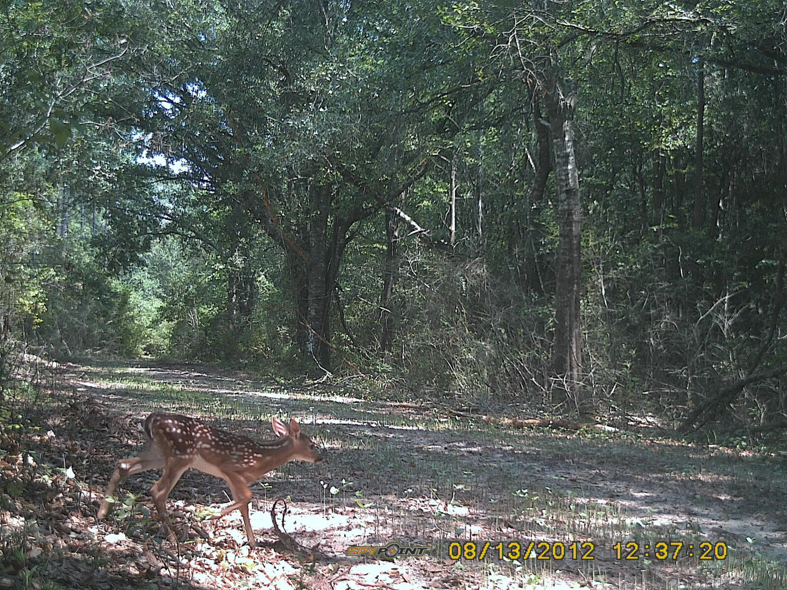 48 White Oak Lane Bonifay FL 32425