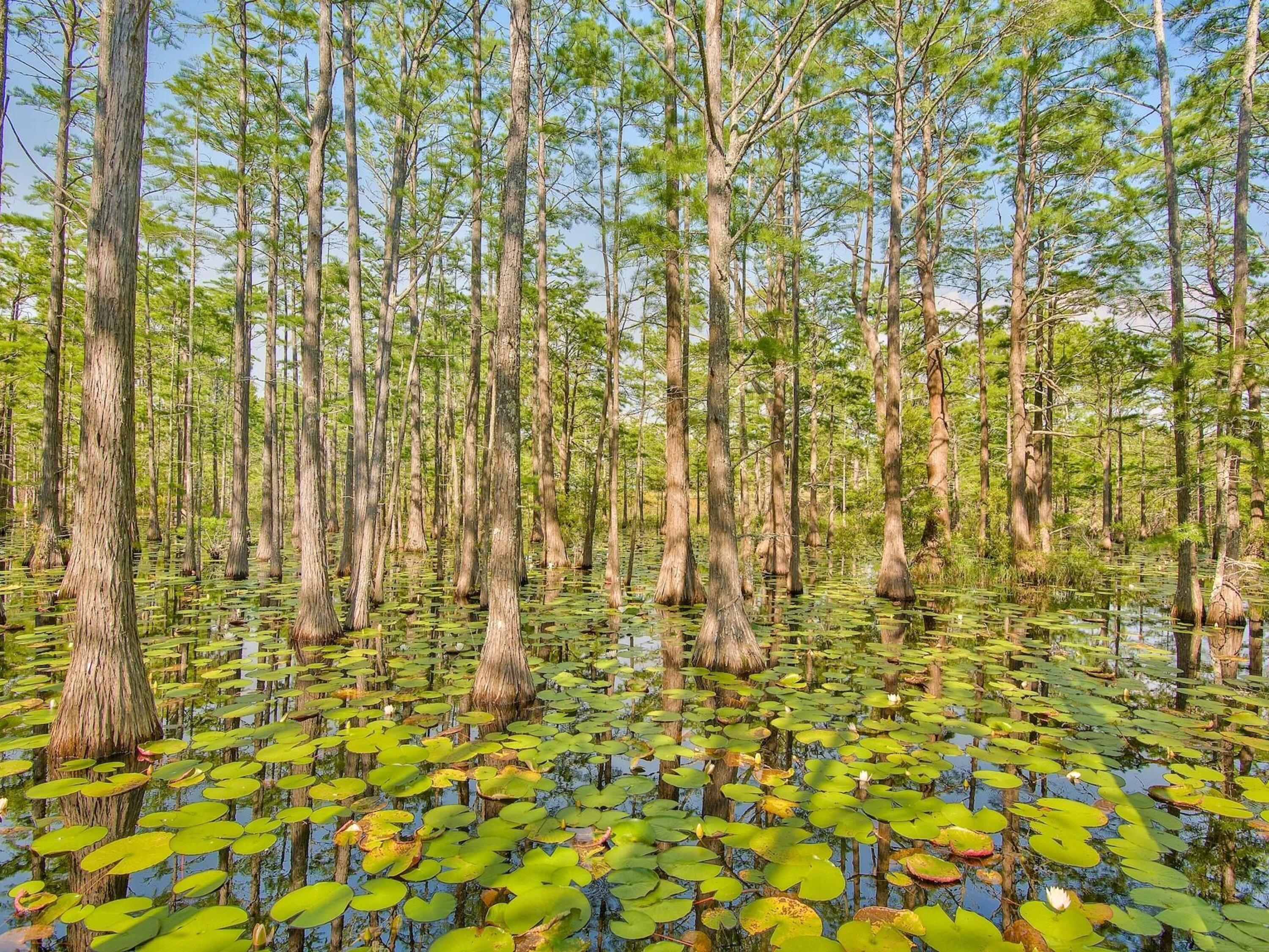 Lot 6 Cypress Drive Santa Rosa Beach FL 32459