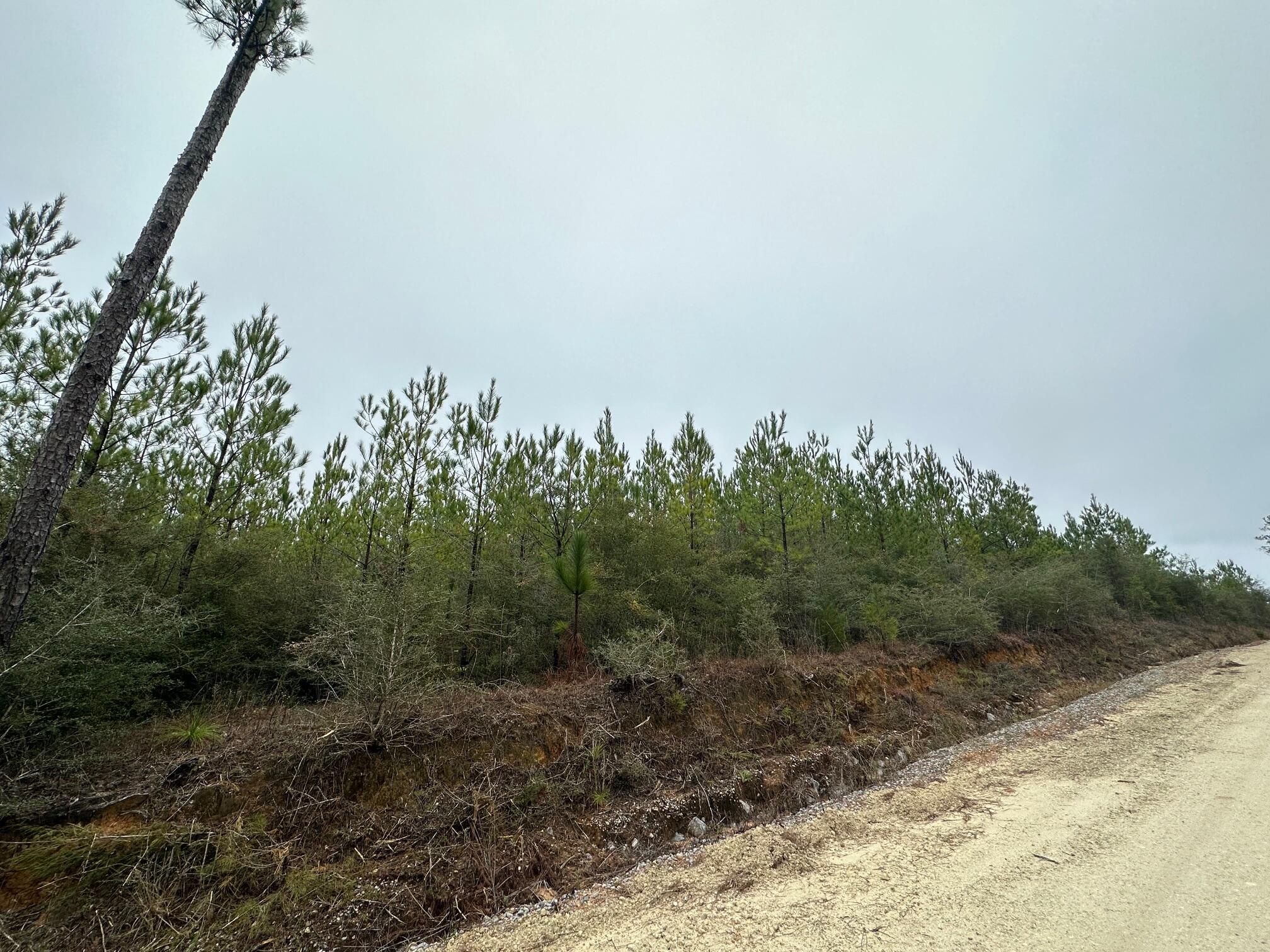 TRACT#6418 N Mattox Springs Road Caryville FL 32427
