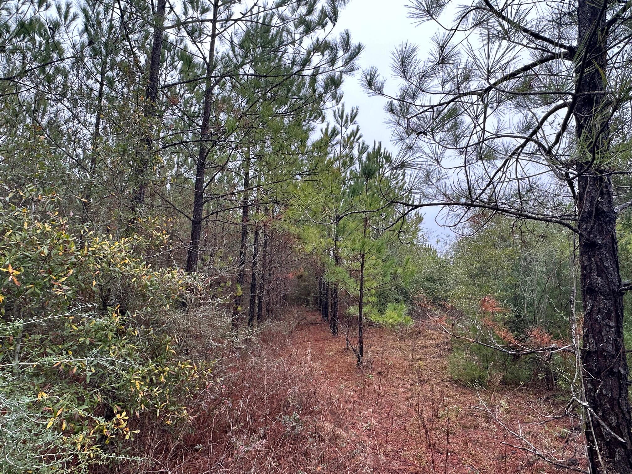 TRACT#6418 N Mattox Springs Road Caryville FL 32427