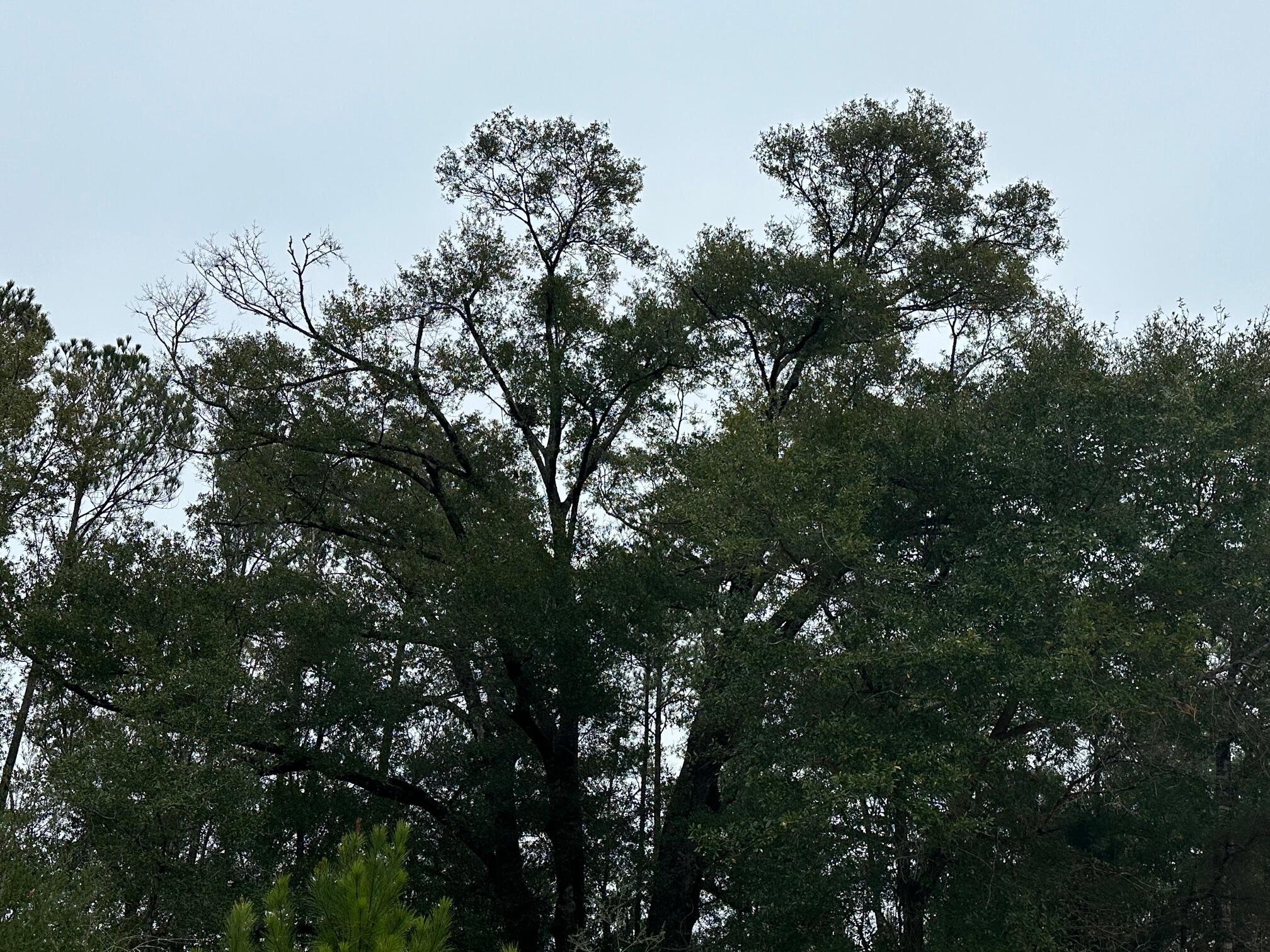 TRACT#6418 N Mattox Springs Road Caryville FL 32427