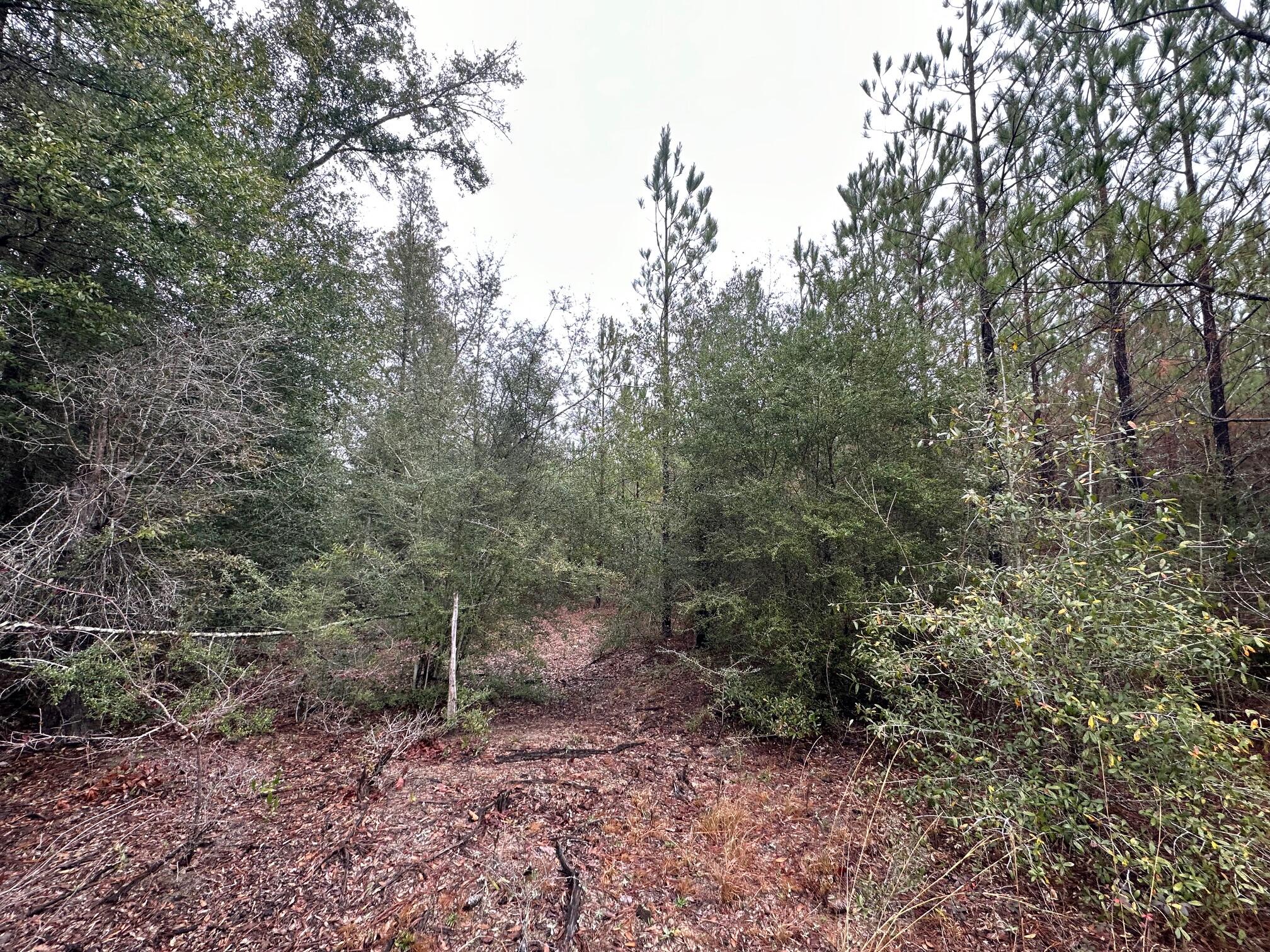 TRACT#6418 N Mattox Springs Road Caryville FL 32427