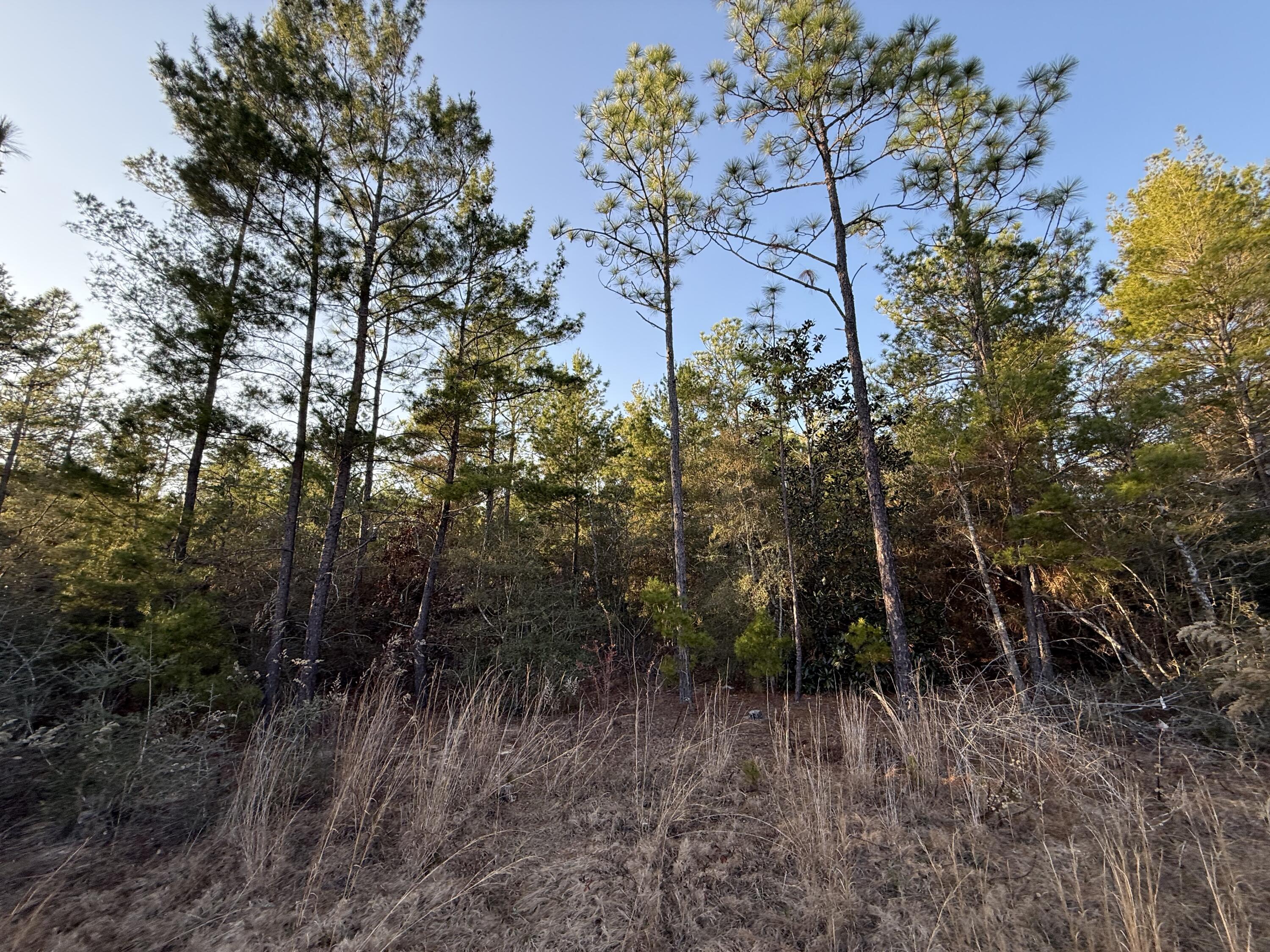 Lot 5 Blk 54 On Forest Lane Defuniak Springs FL 32433