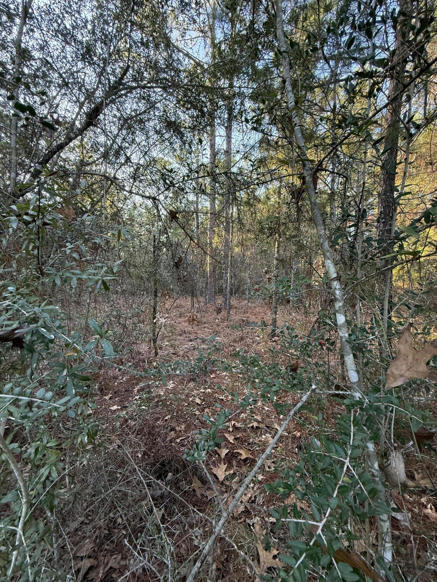 Lot 5 Blk 54 On Forest Lane Defuniak Springs FL 32433