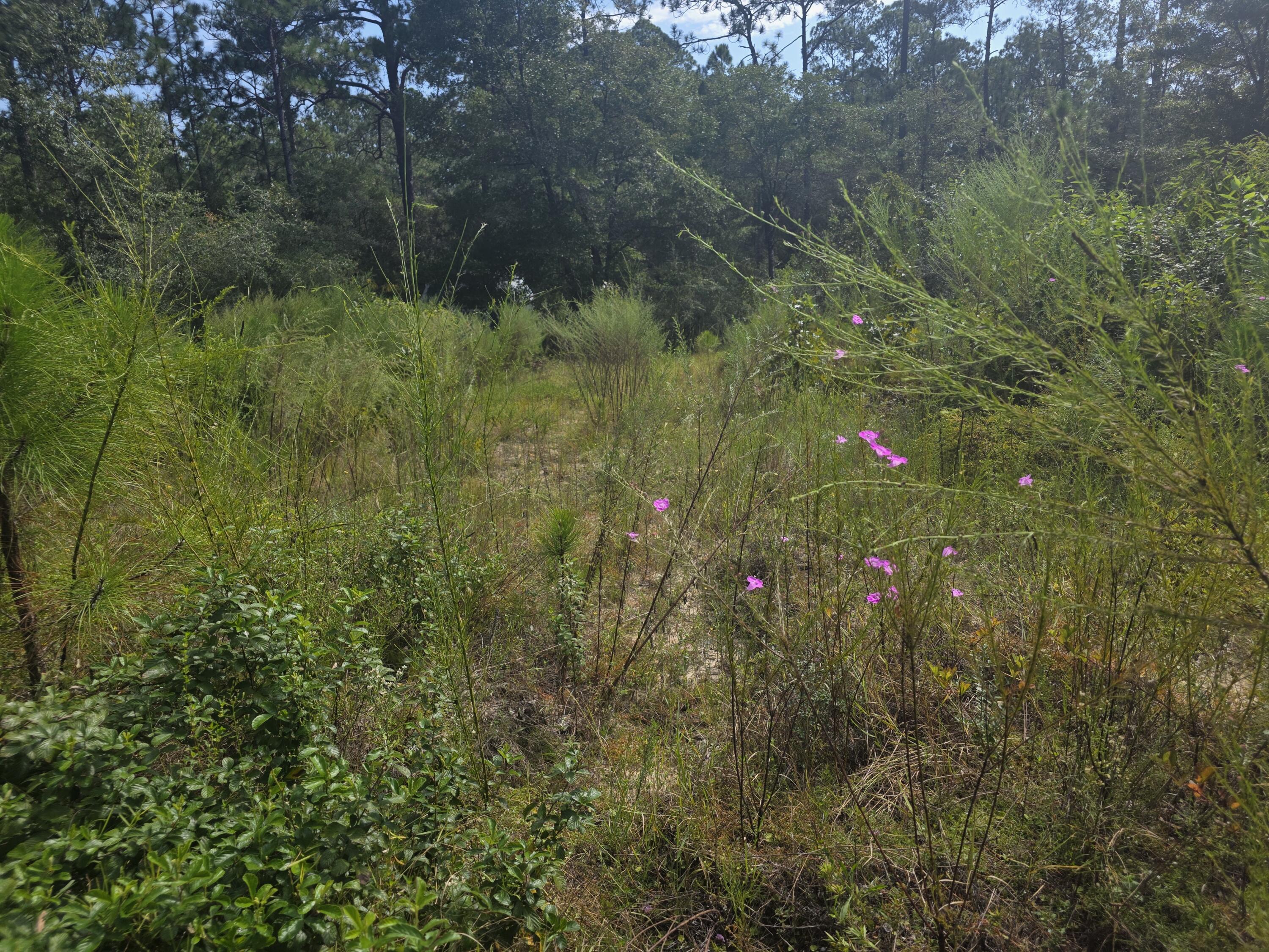 Lot 48 Clearwater Drive Defuniak Springs FL 32433