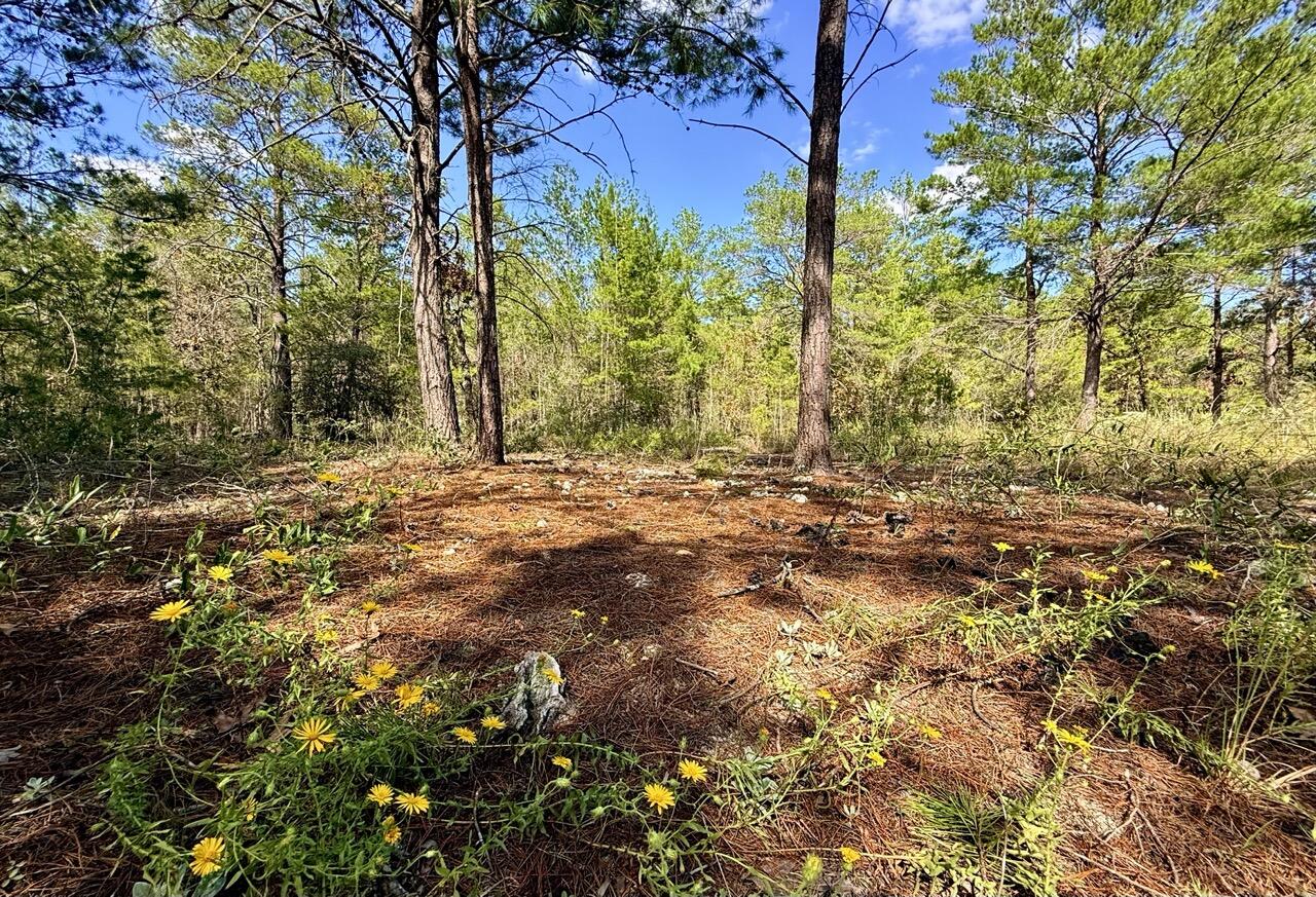 870 Watson Road M Defuniak Springs FL 32433