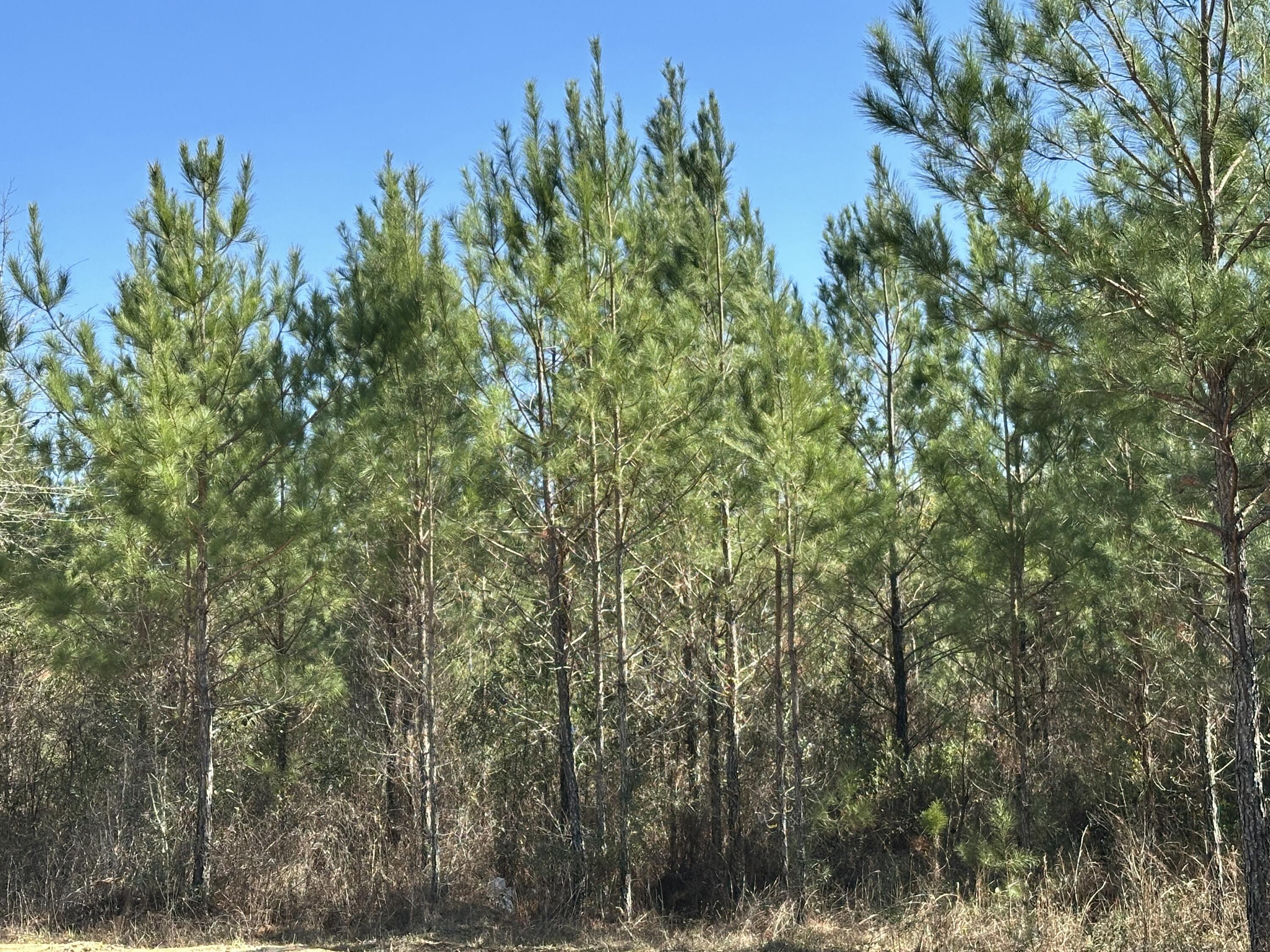 TRACT#6317 S Harris Stevenson Road Bonifay FL 32425