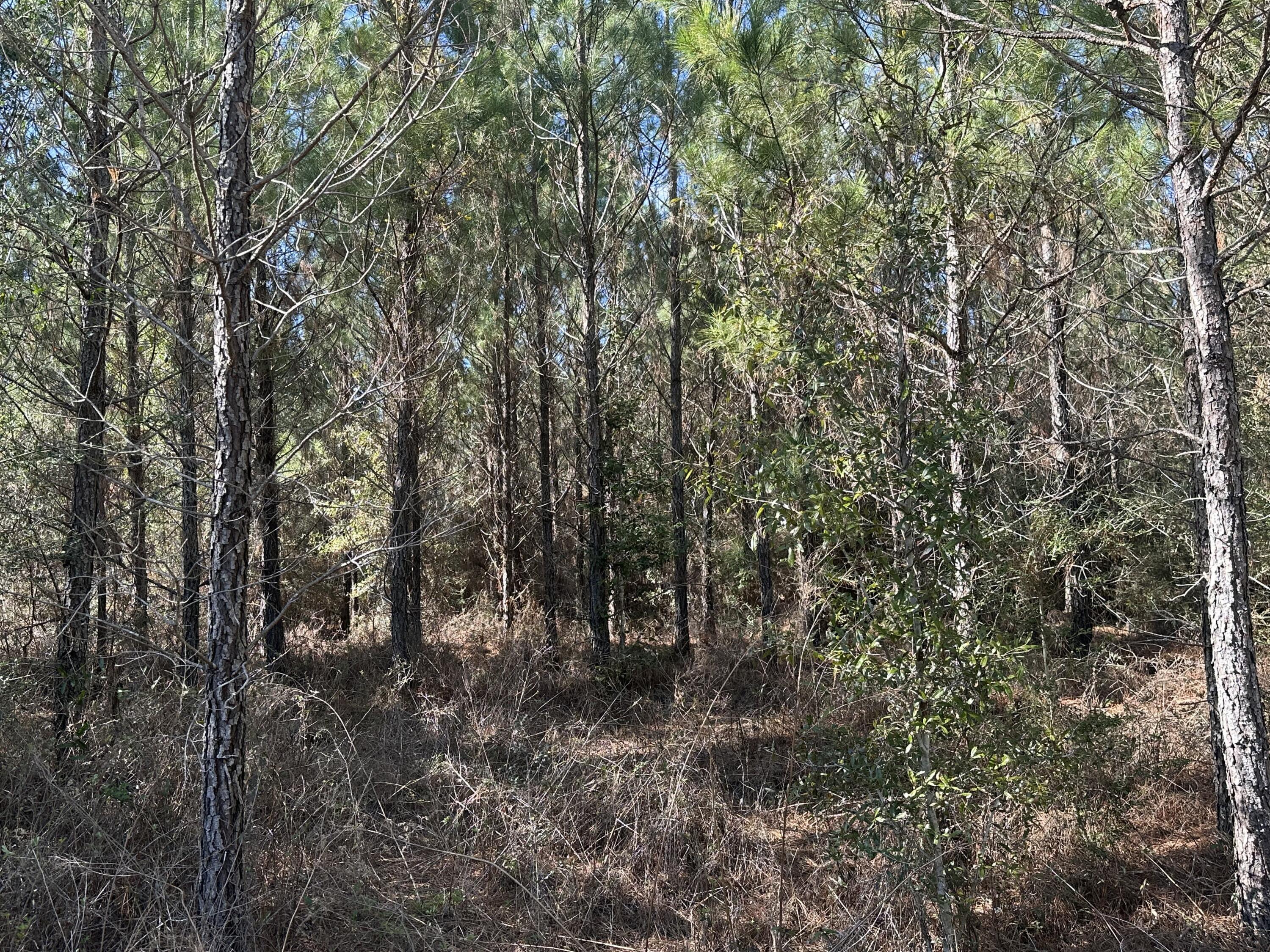 TRACT#6317 S Harris Stevenson Road Bonifay FL 32425