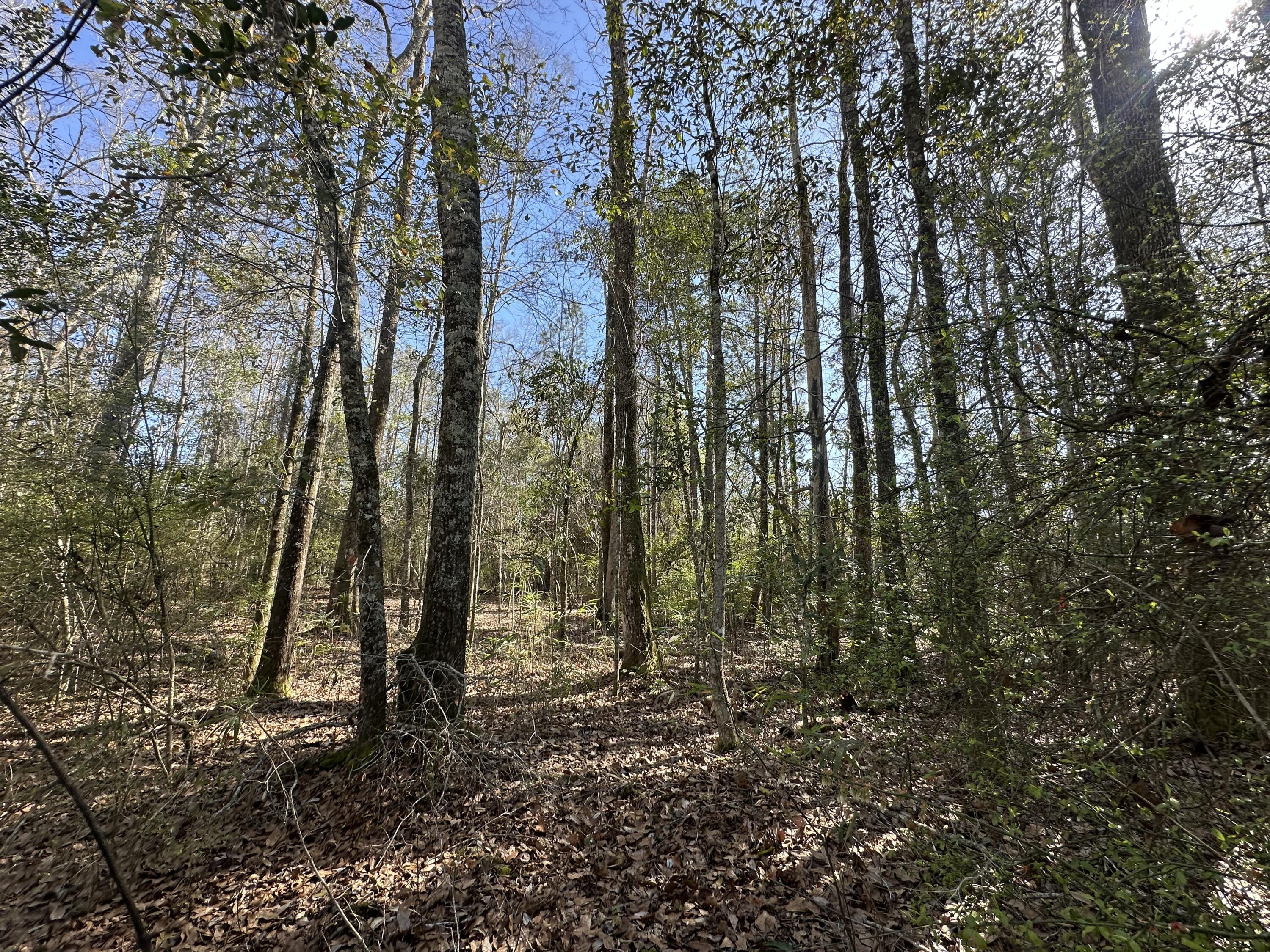 TRACT#6317 S Harris Stevenson Road Bonifay FL 32425