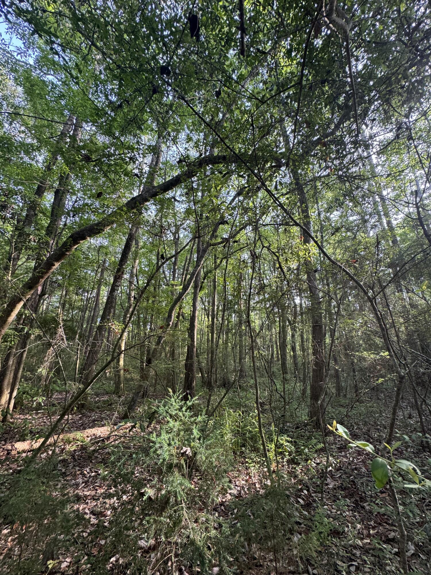 6 Acres Hill Street Defuniak Springs FL 32435